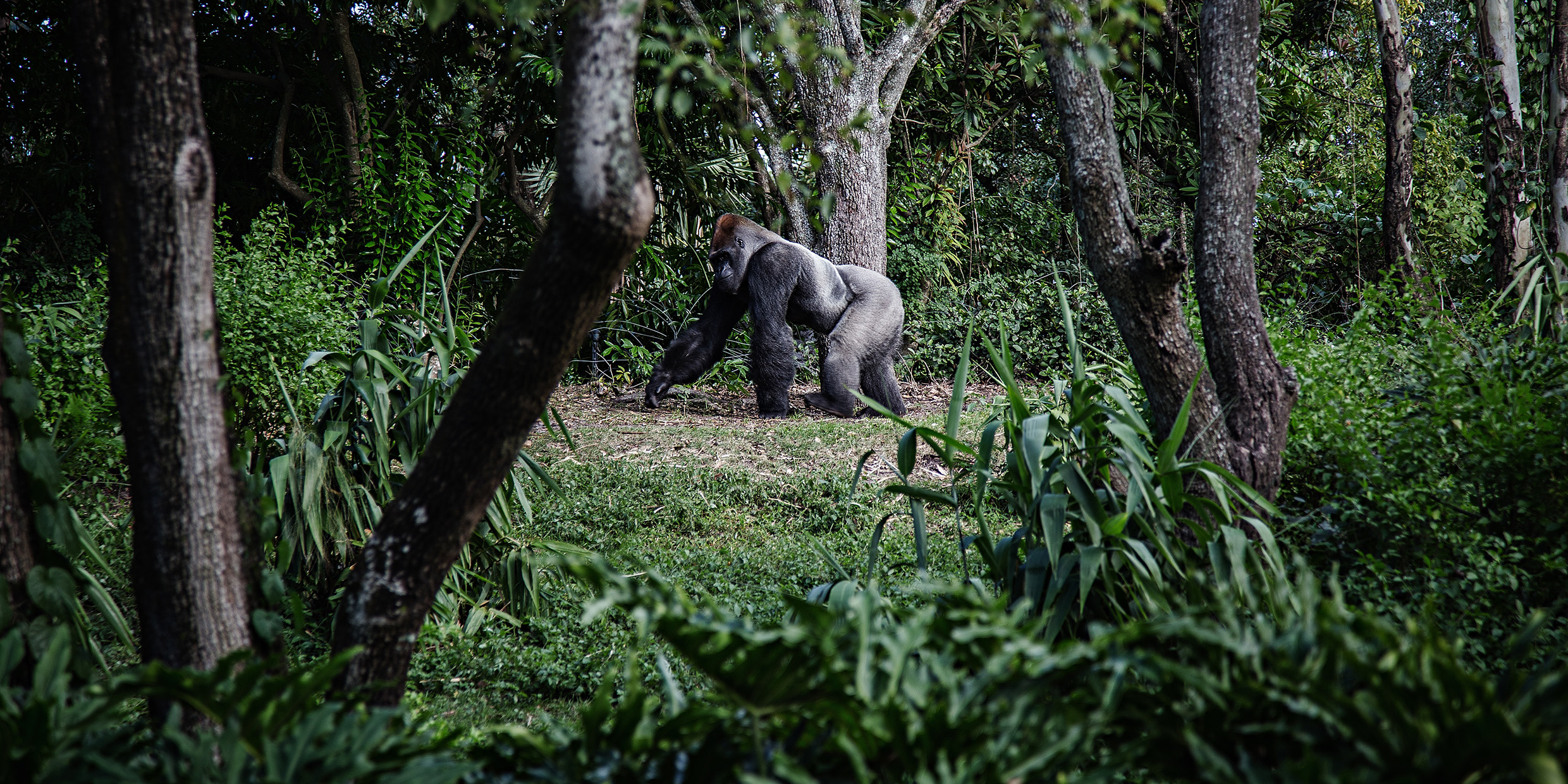 Image of gorilla in jungle