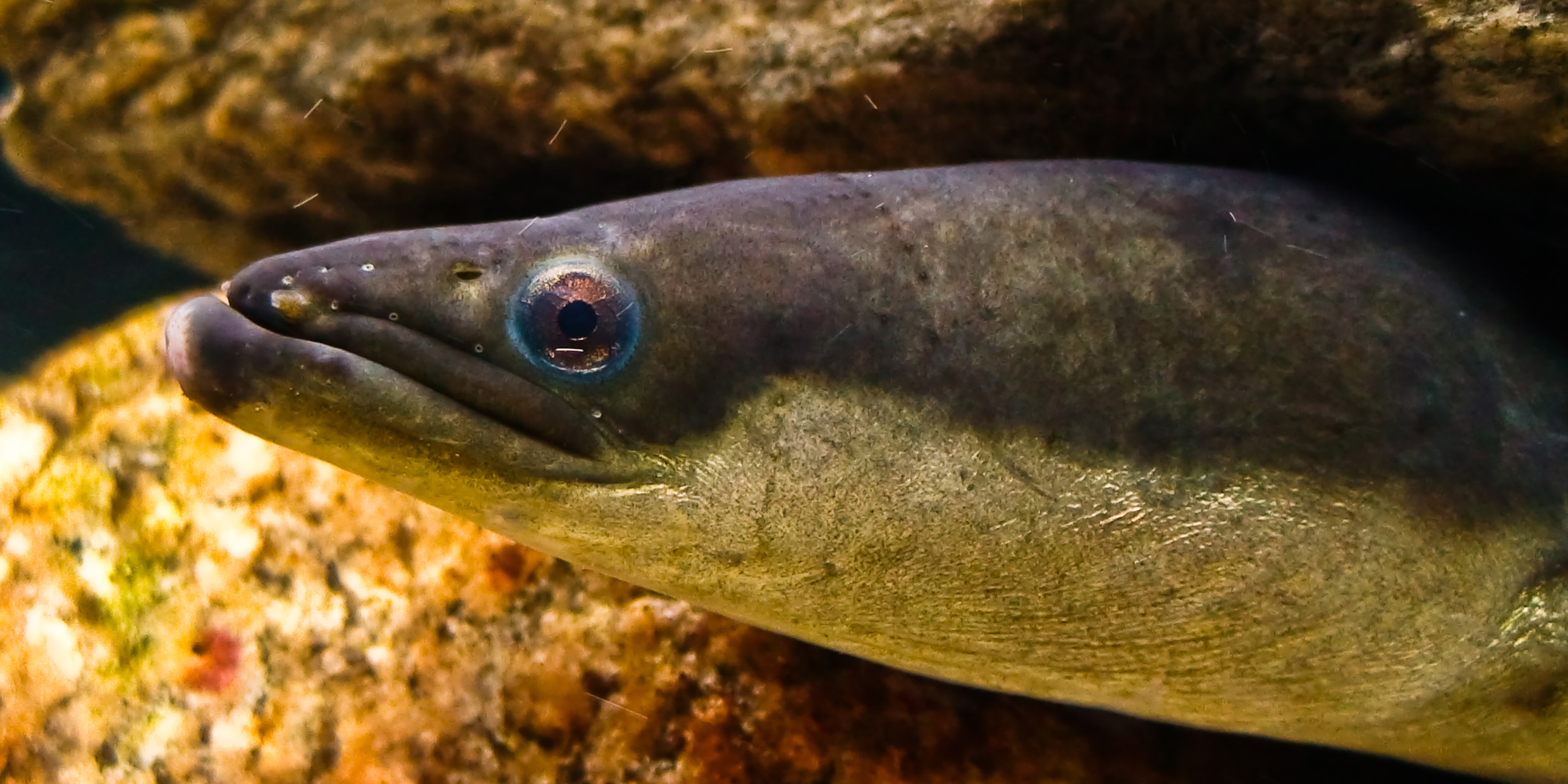 Image of an American eel
