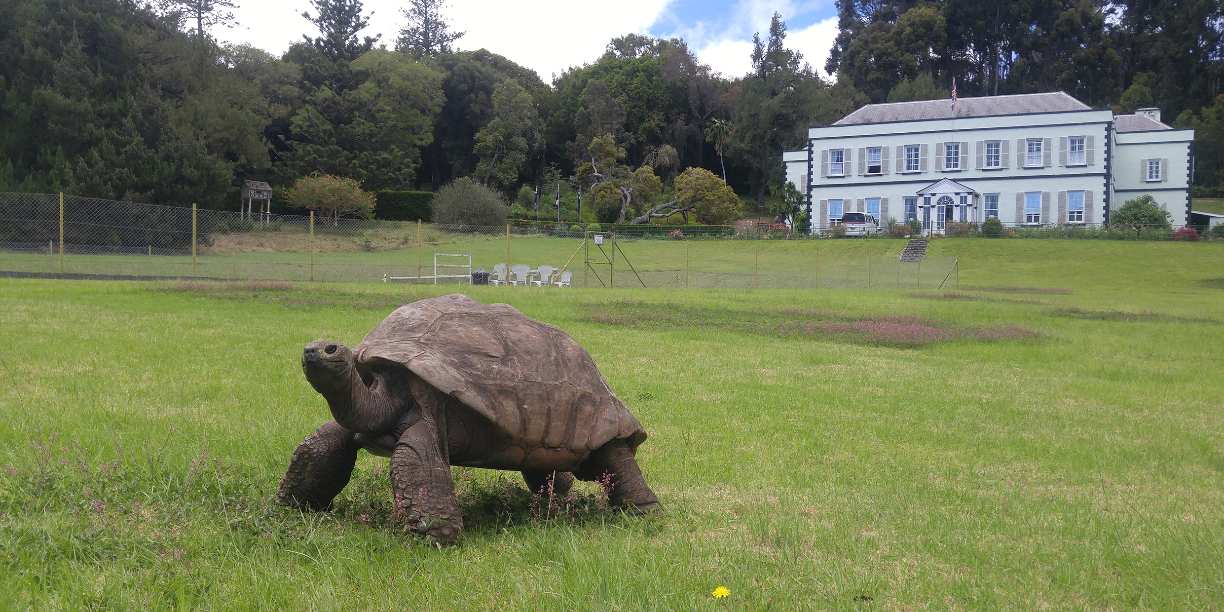 Image of giant tortoise