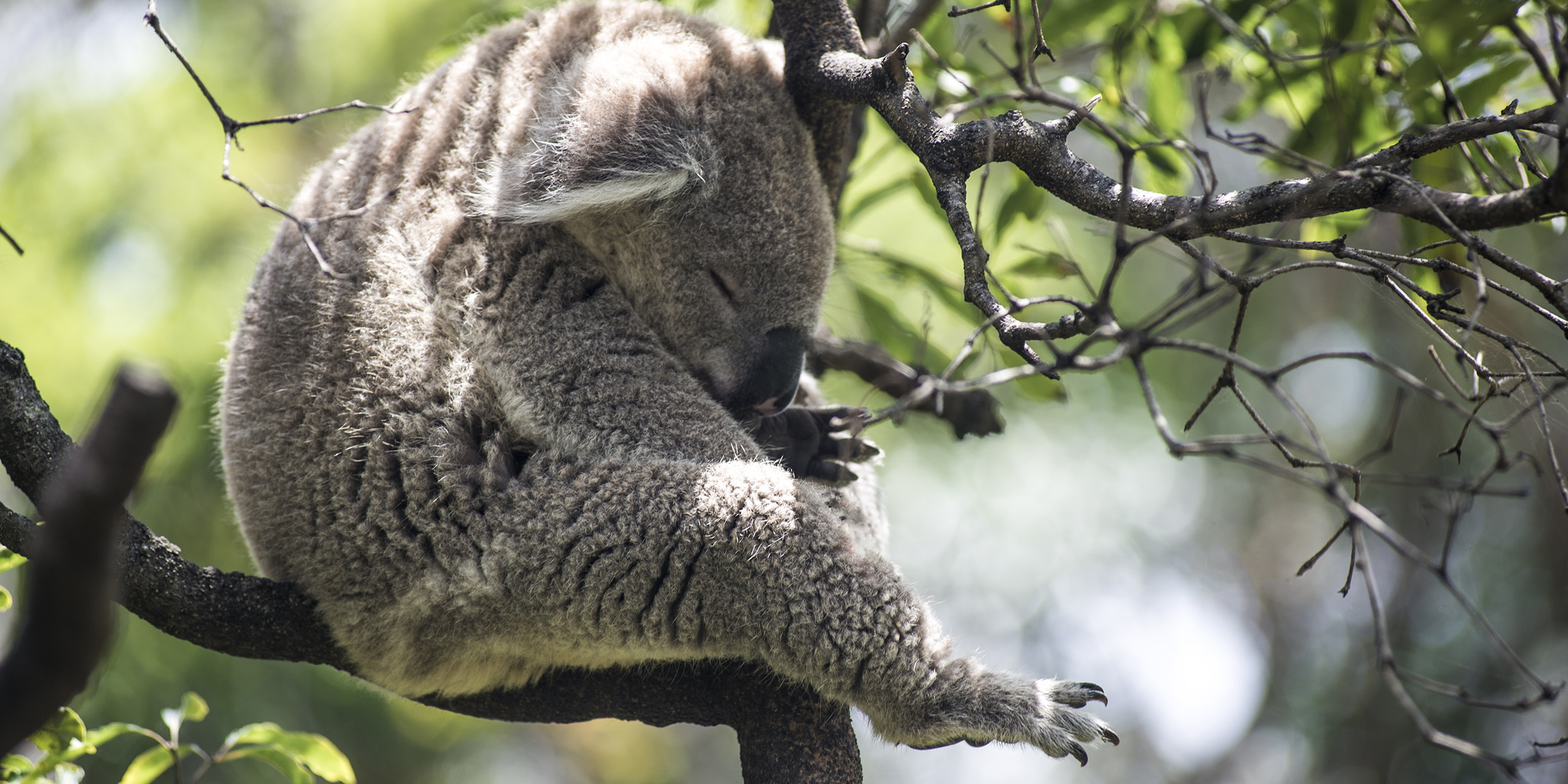 Image of sleeping koala