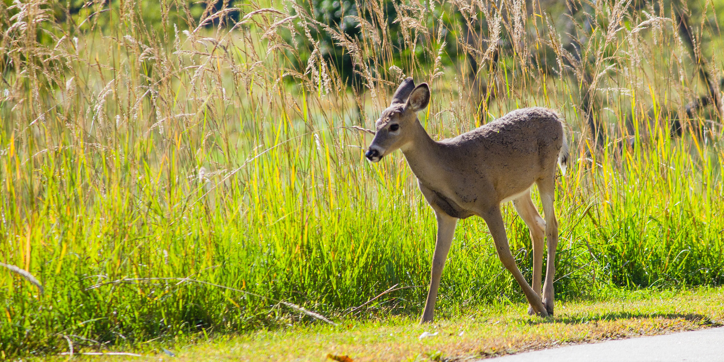 Image of yearling deer