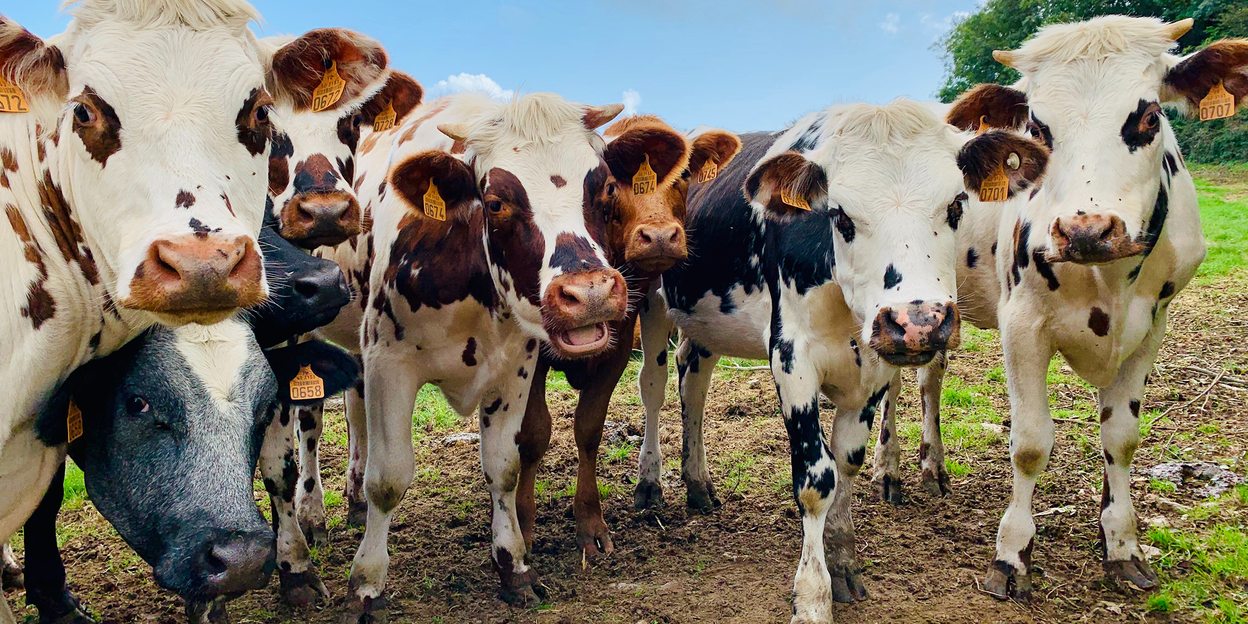 Image of herd of cows