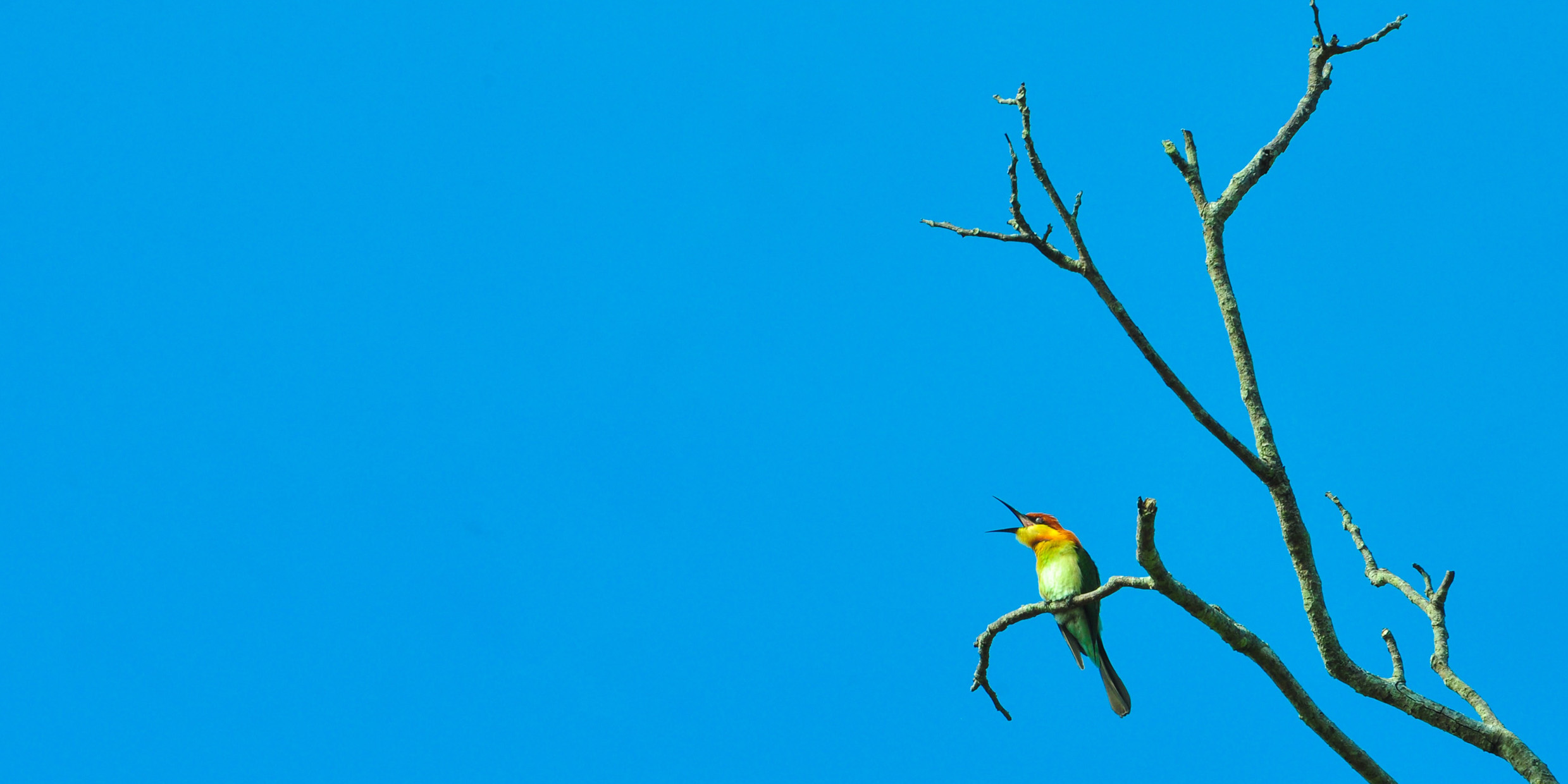 Image of perched bird singing in front of blue sky