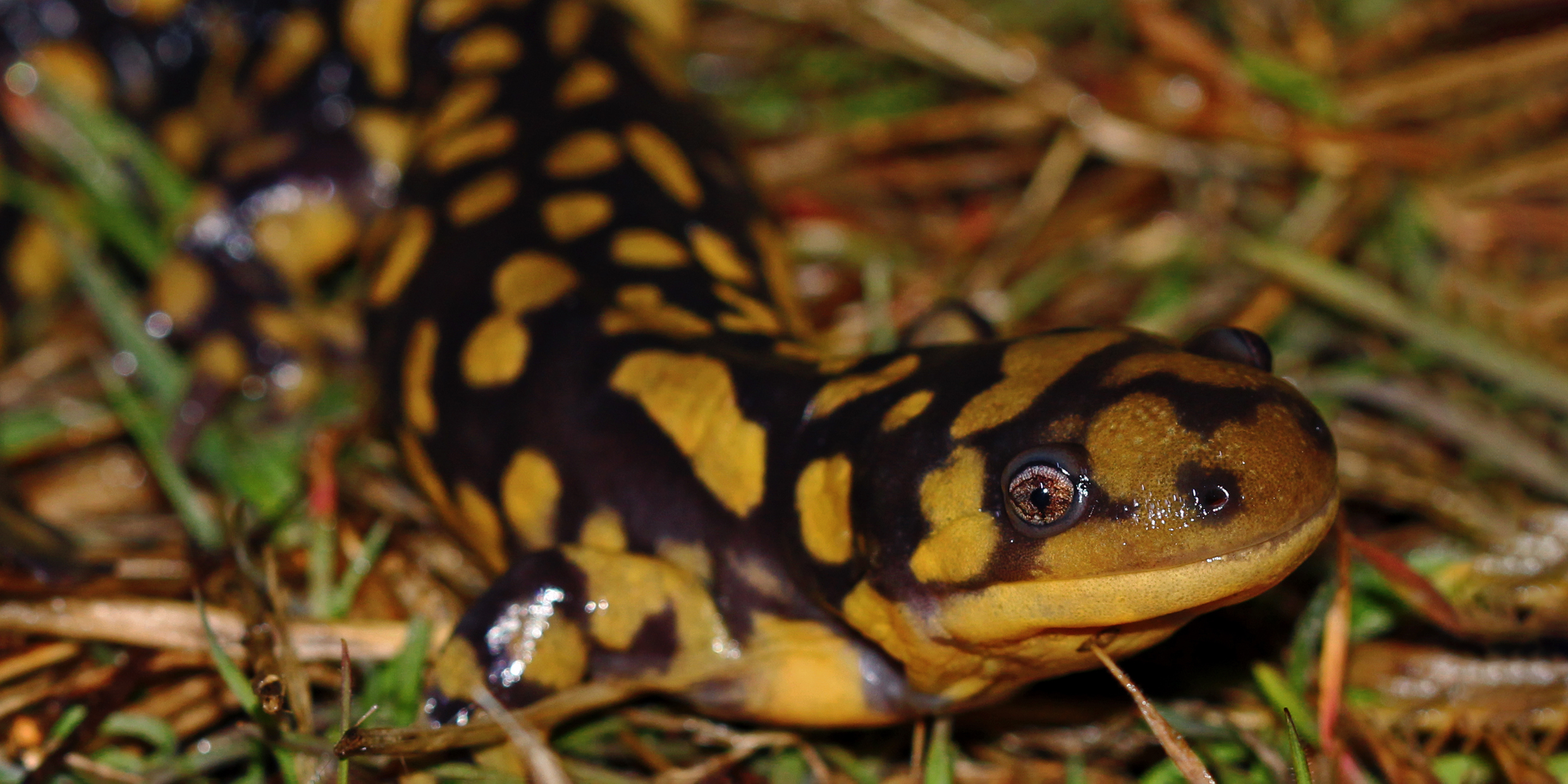 Image of yellow and black salamander