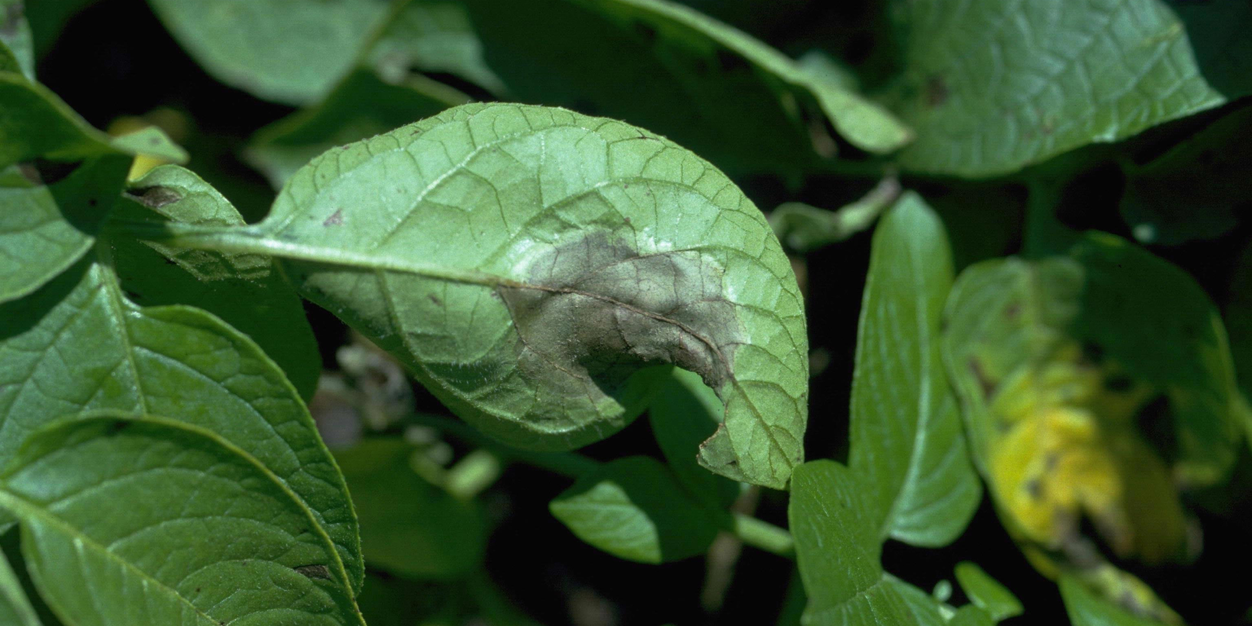Image of blight on potato leaf