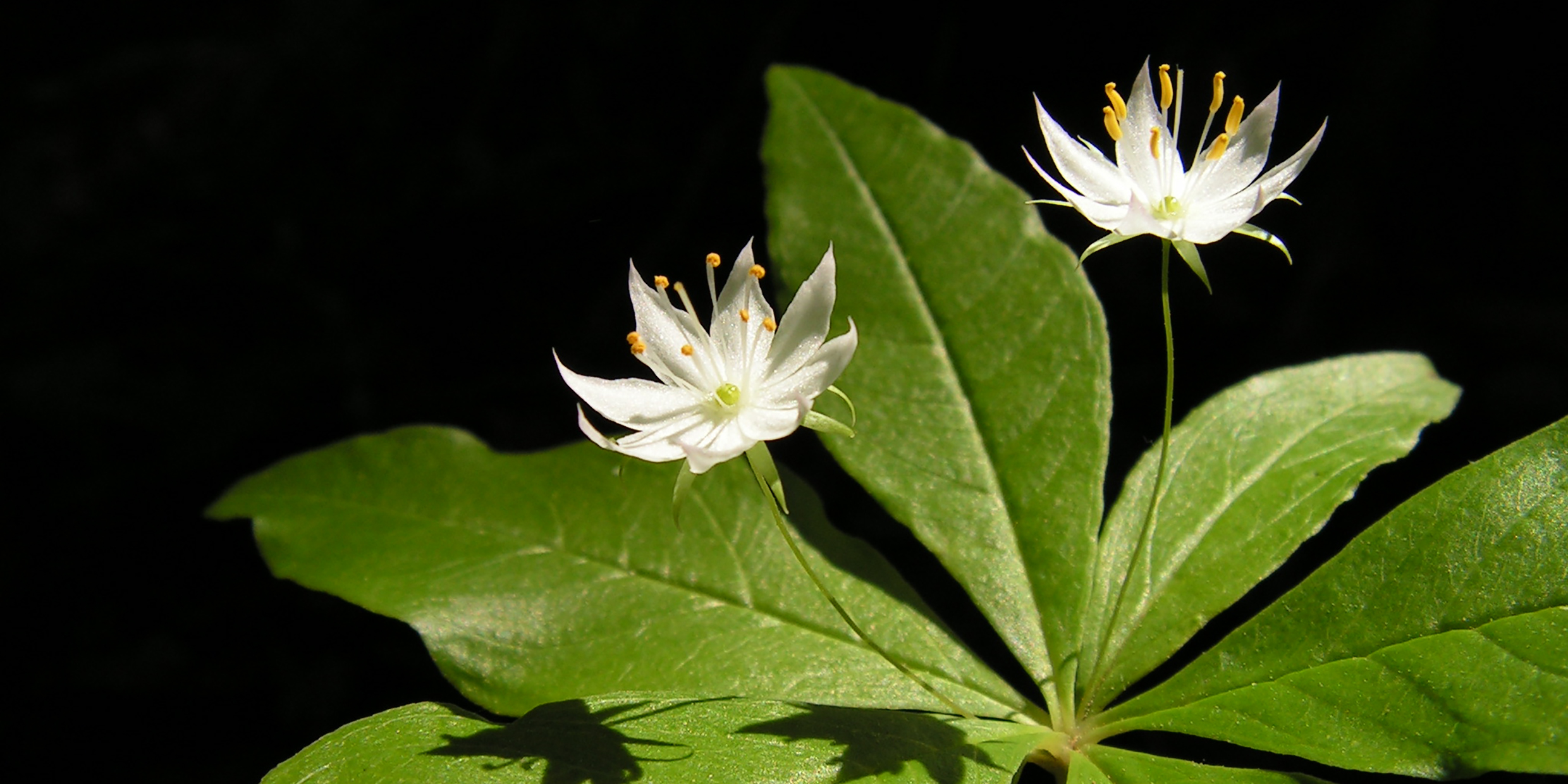 Image of small white star-shaped flowers
