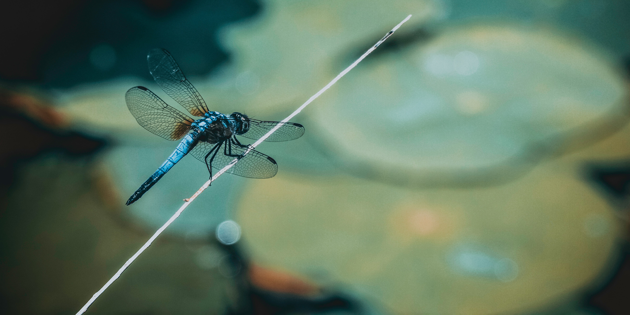 Image of dragonfly perched on reed near pond