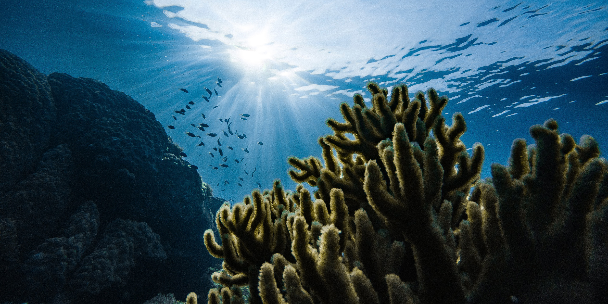 Image of fish and coral under the ocean