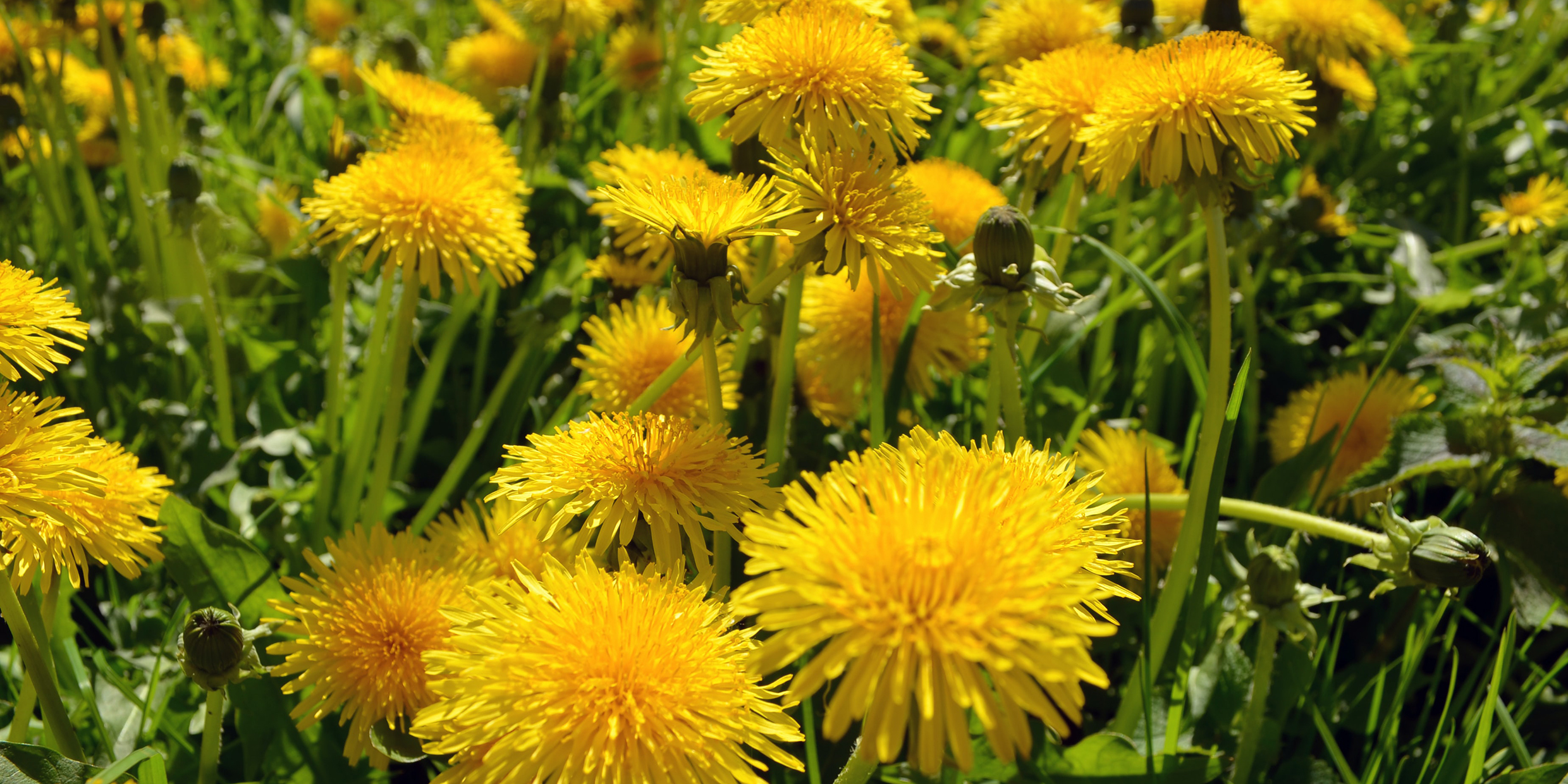 Image of group of dandelions
