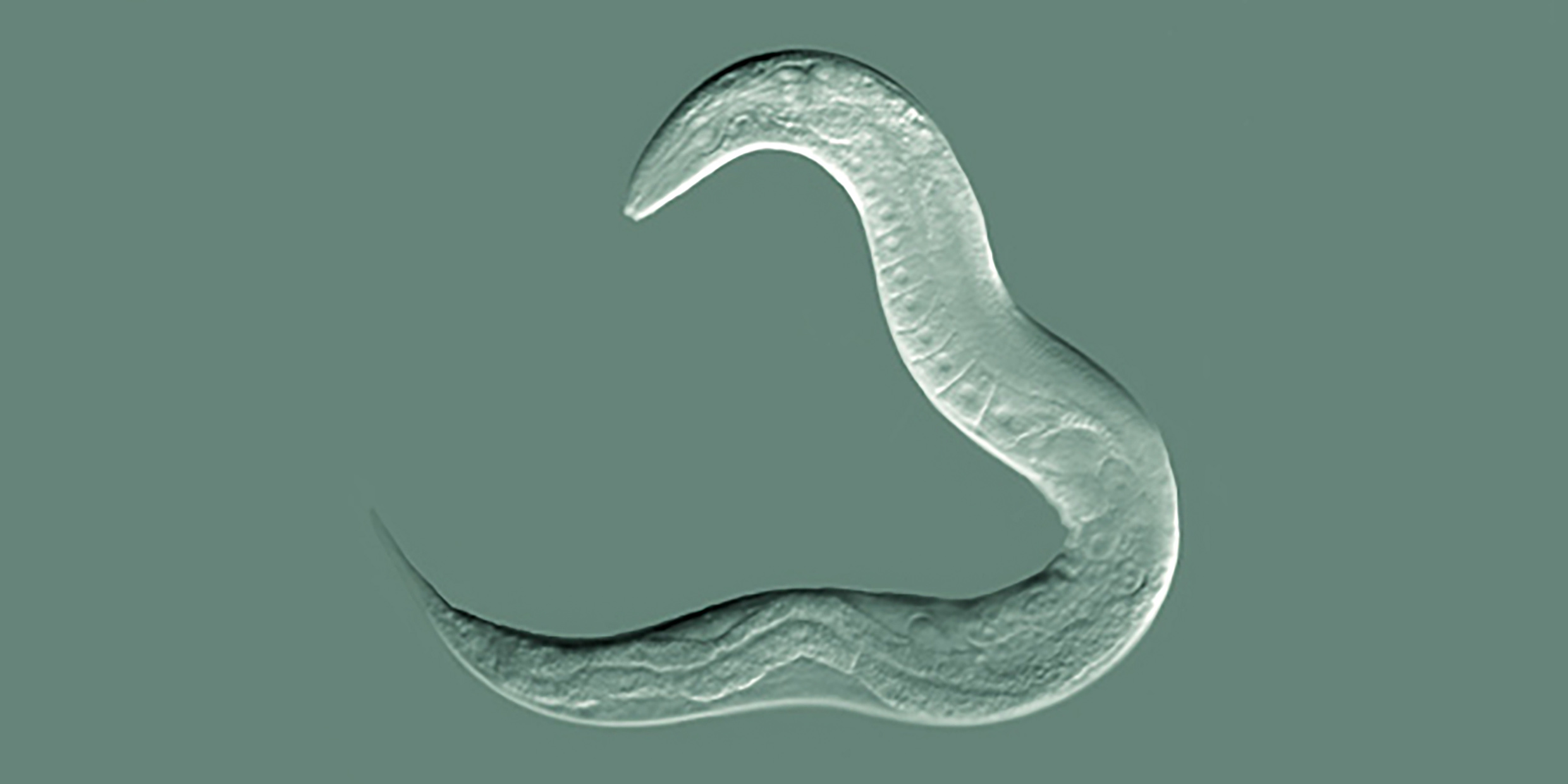 Image of Caenorhabditis elegans