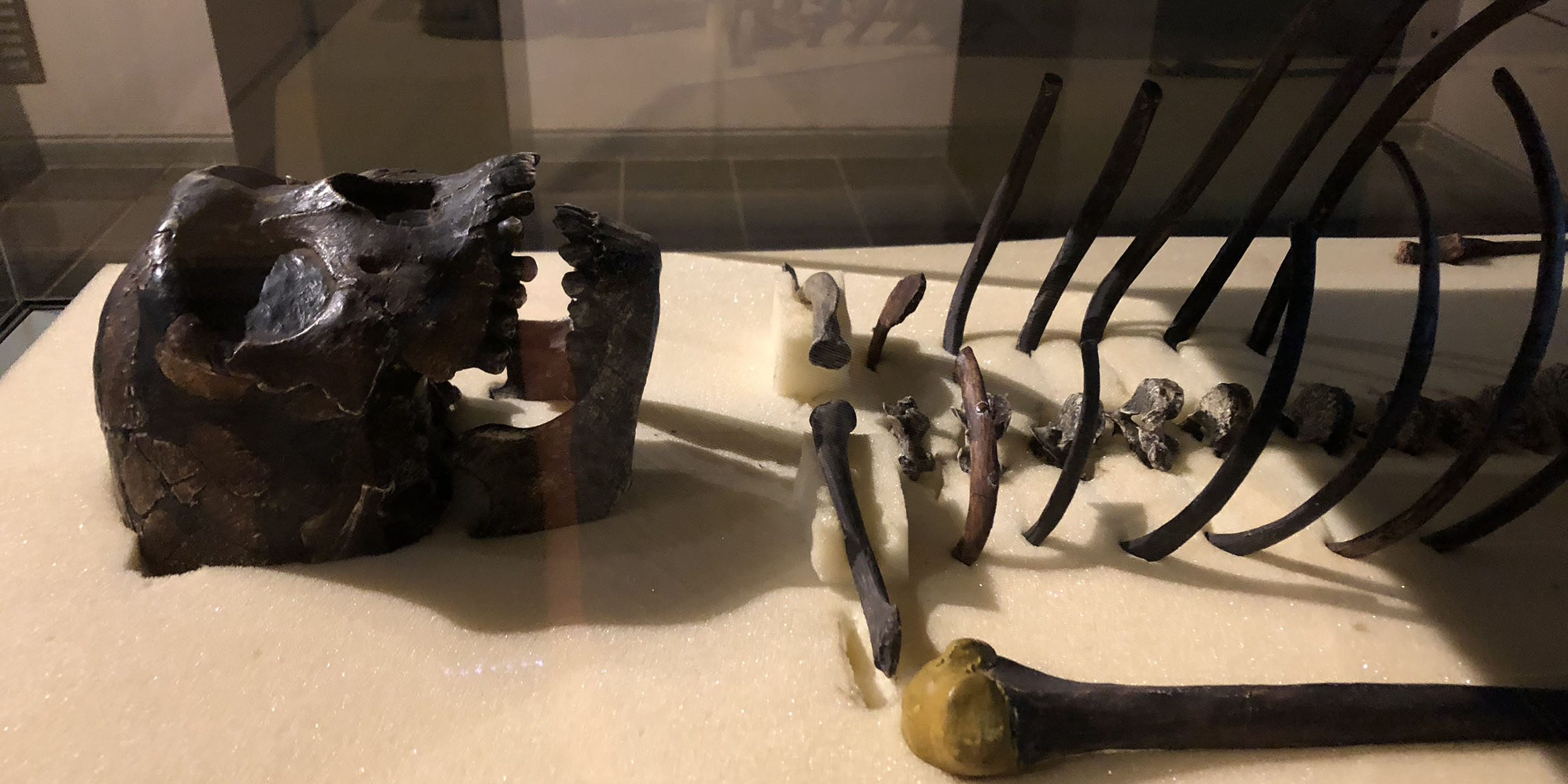 Image of fossilized human skeleton laying in museum display case