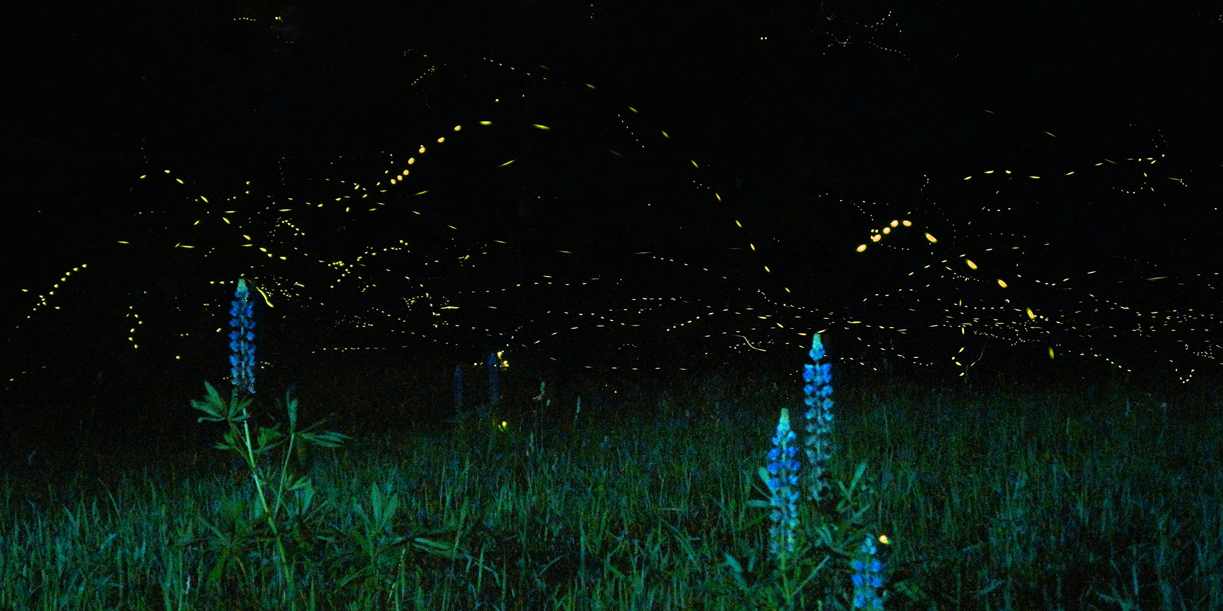 Image of fireflies glowing at night