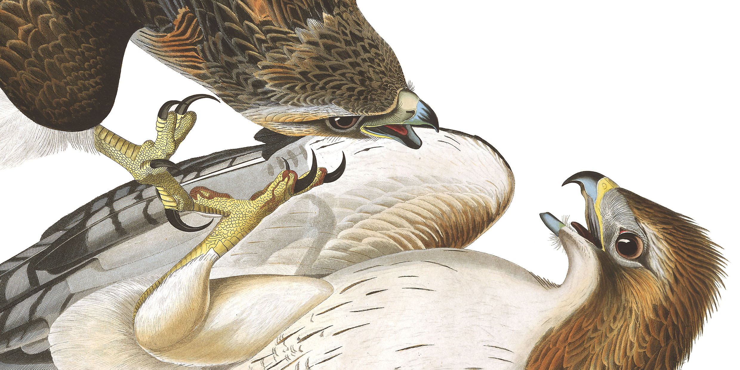 Detail of painting of red-tailed hawks fighting