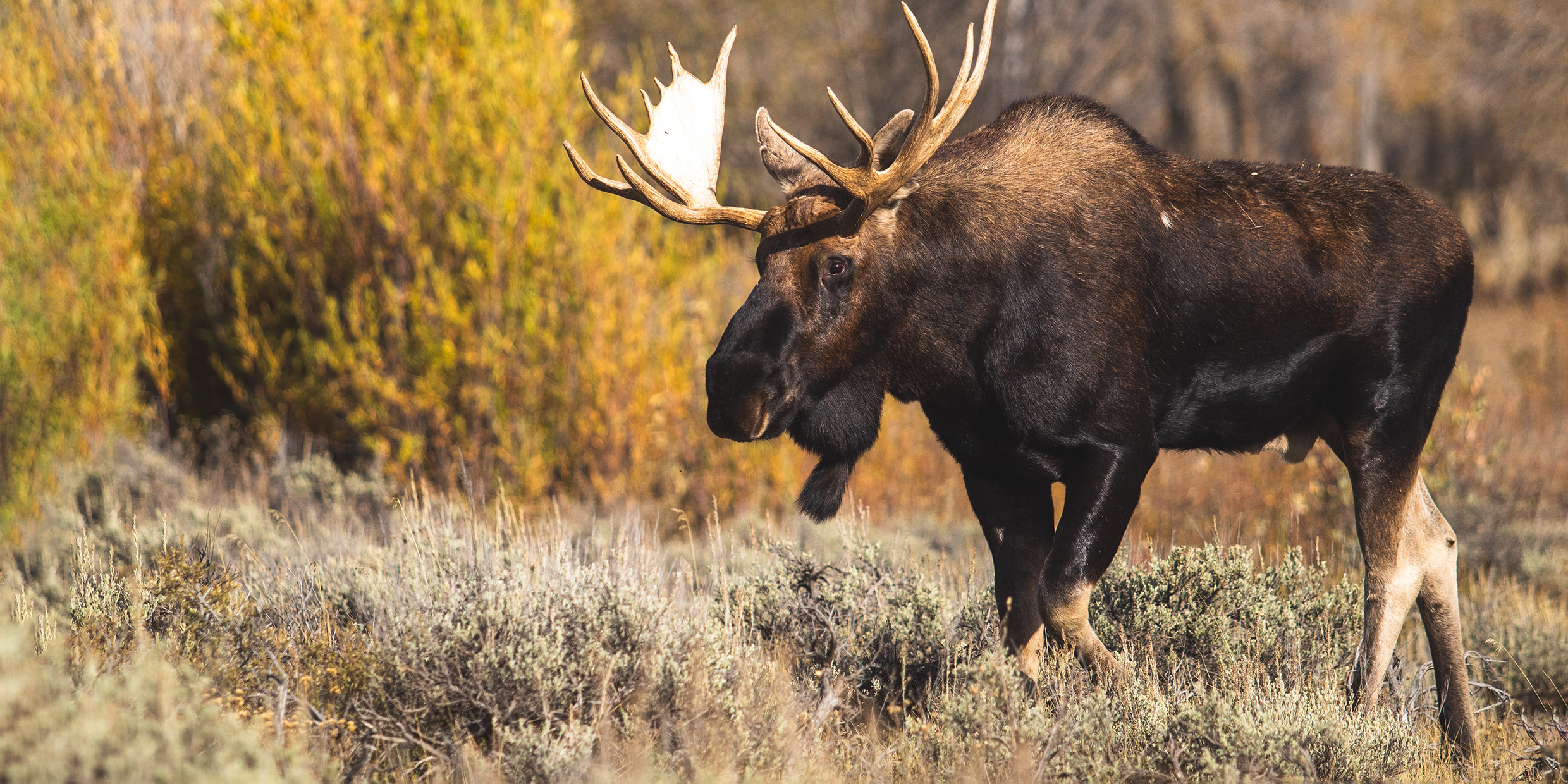 Image of a moose