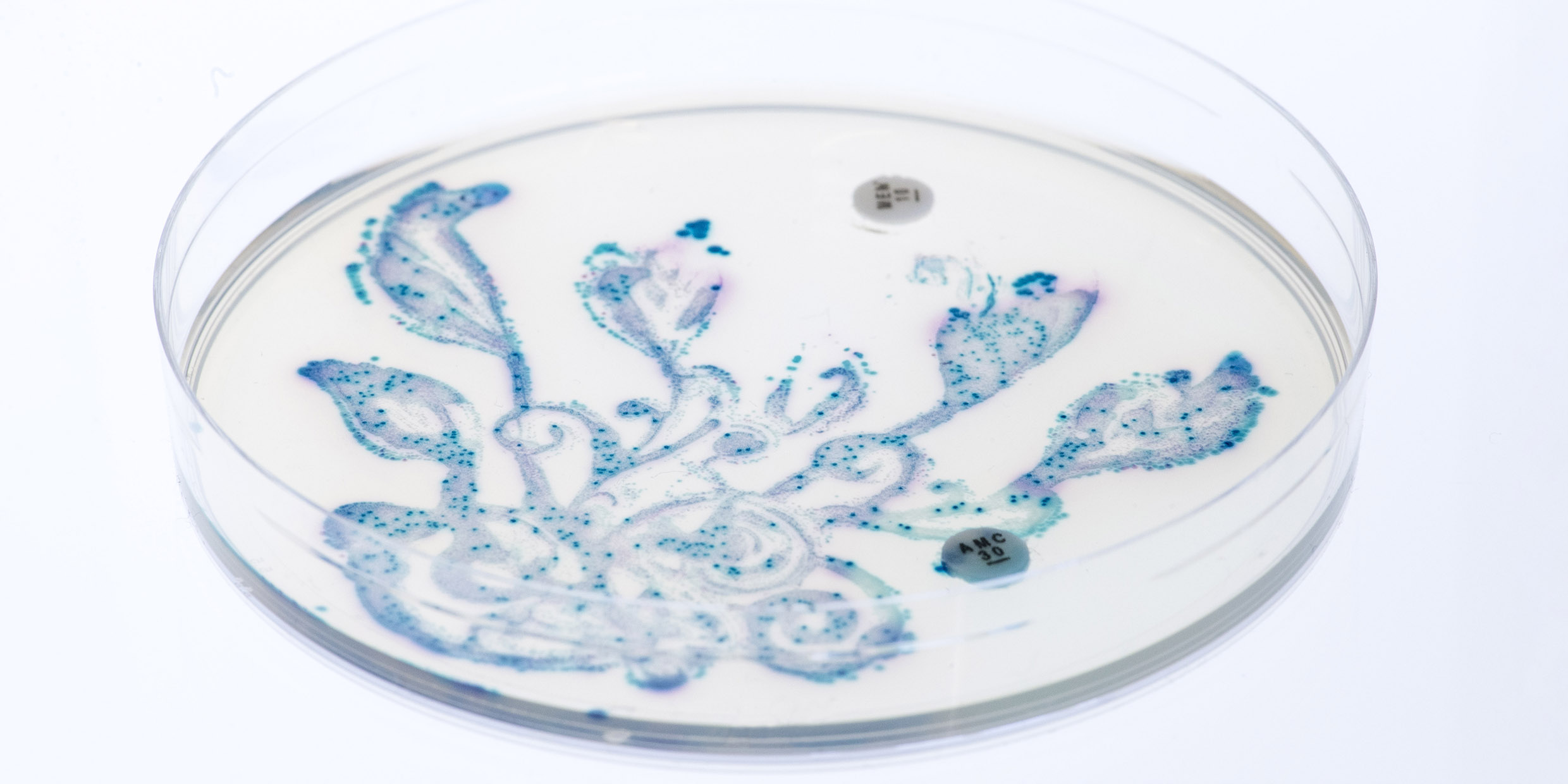 Image of cultured bacteria in a petri dish