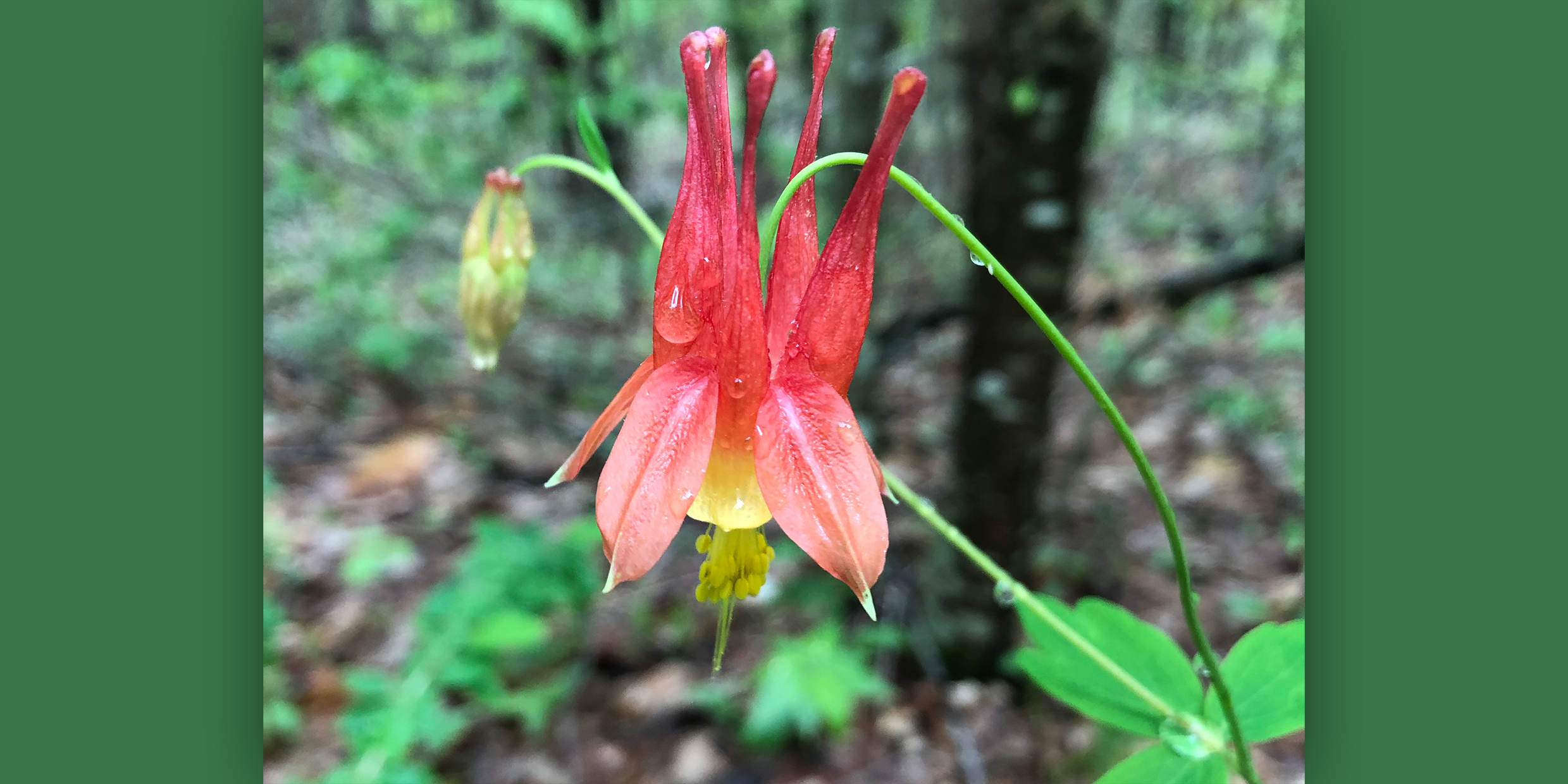 Image of red wild flower in woods