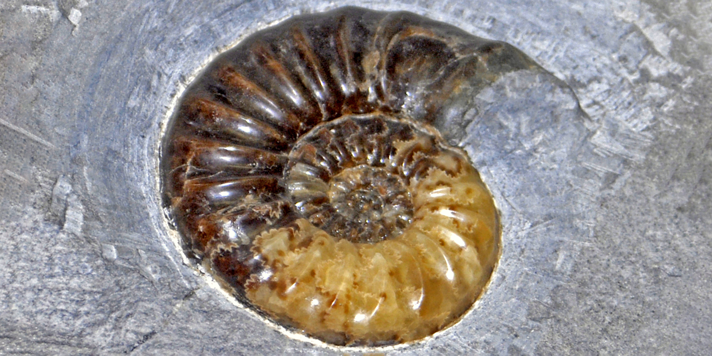 Image of fossil ammonoid encased in stone