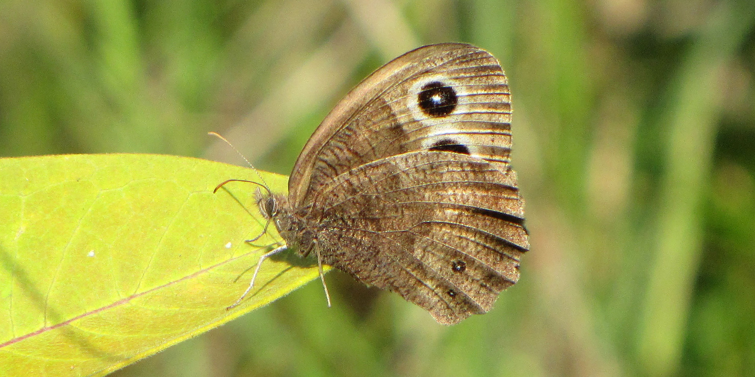 Image of brown butterfly perched on leaf