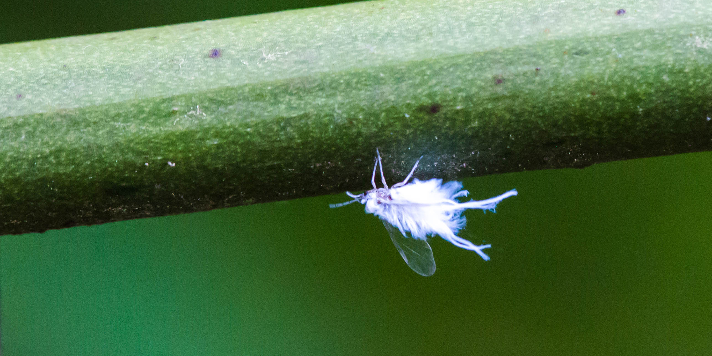 Image of wooly aphid hanging from plant stem