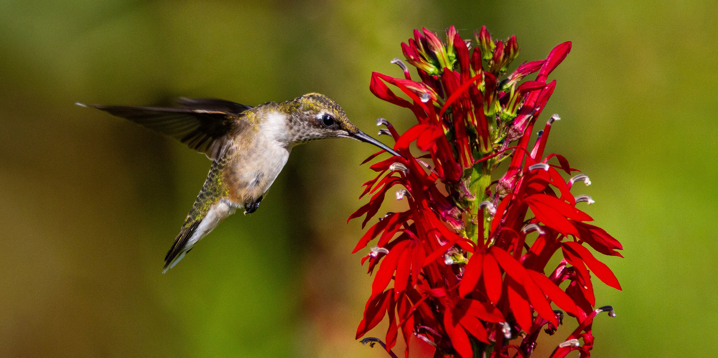 Image of a hummingbird drinking nectar from a cardinal flower
