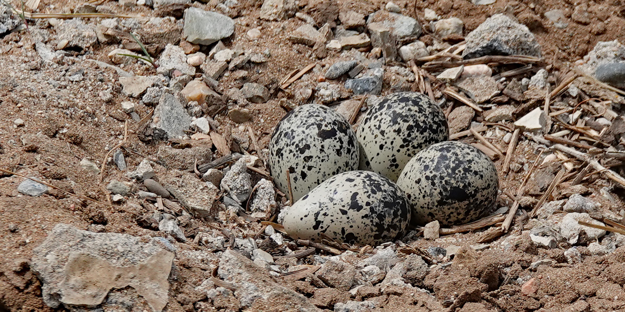 Image of four speckled eggs in a nest on the ground