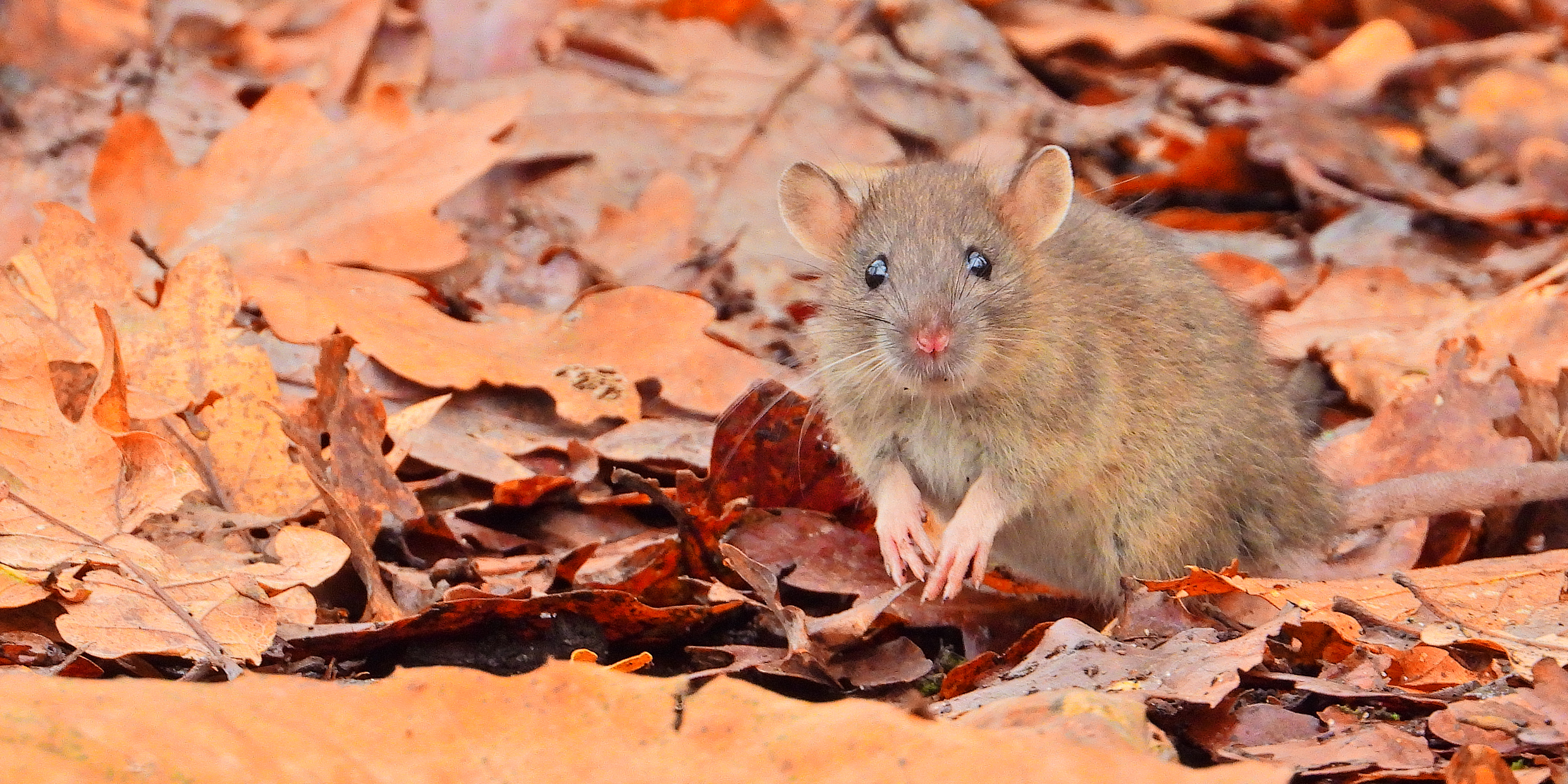Image of a brown rat
