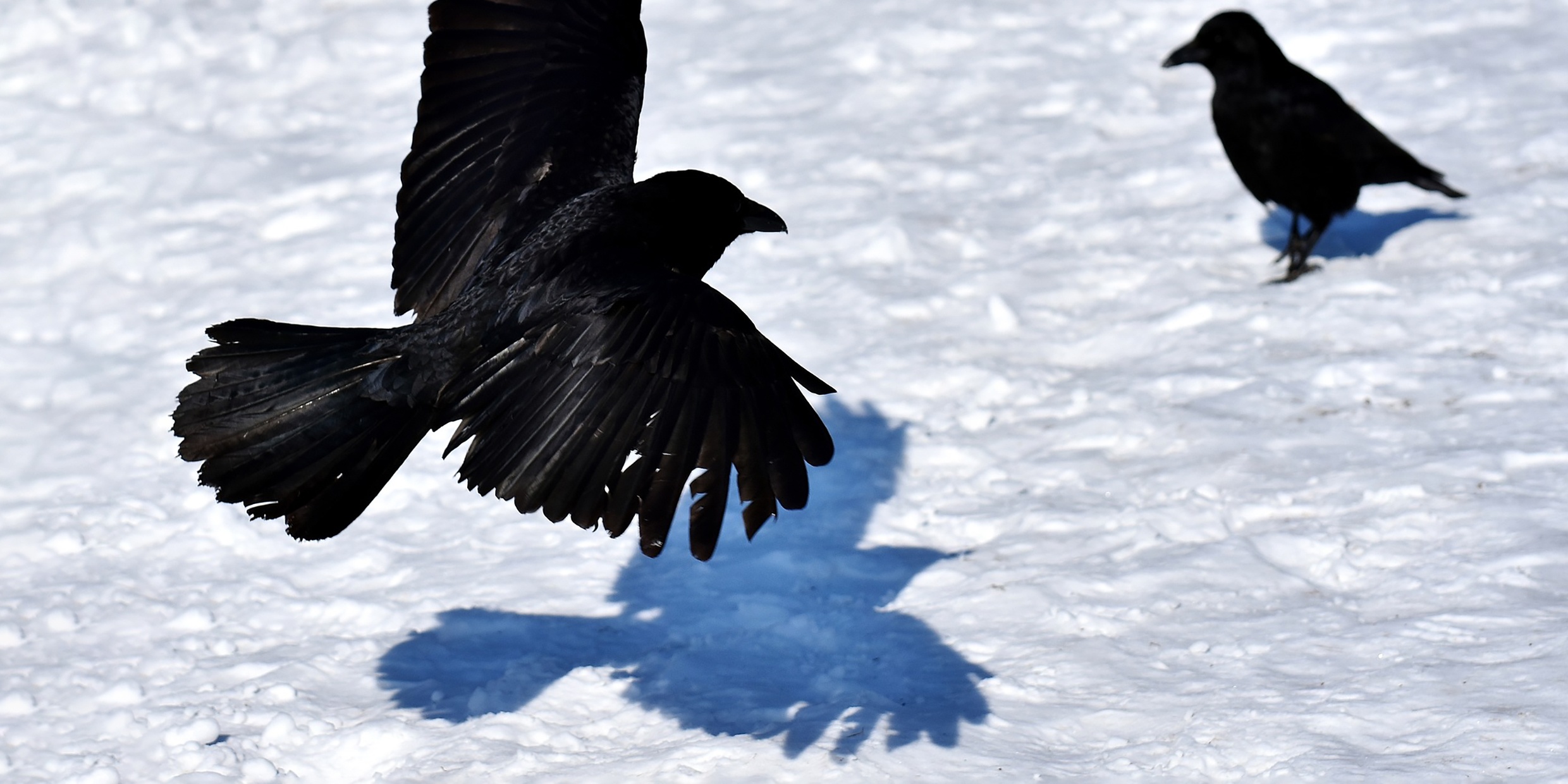 Image of raven taking off from snow-covered ground