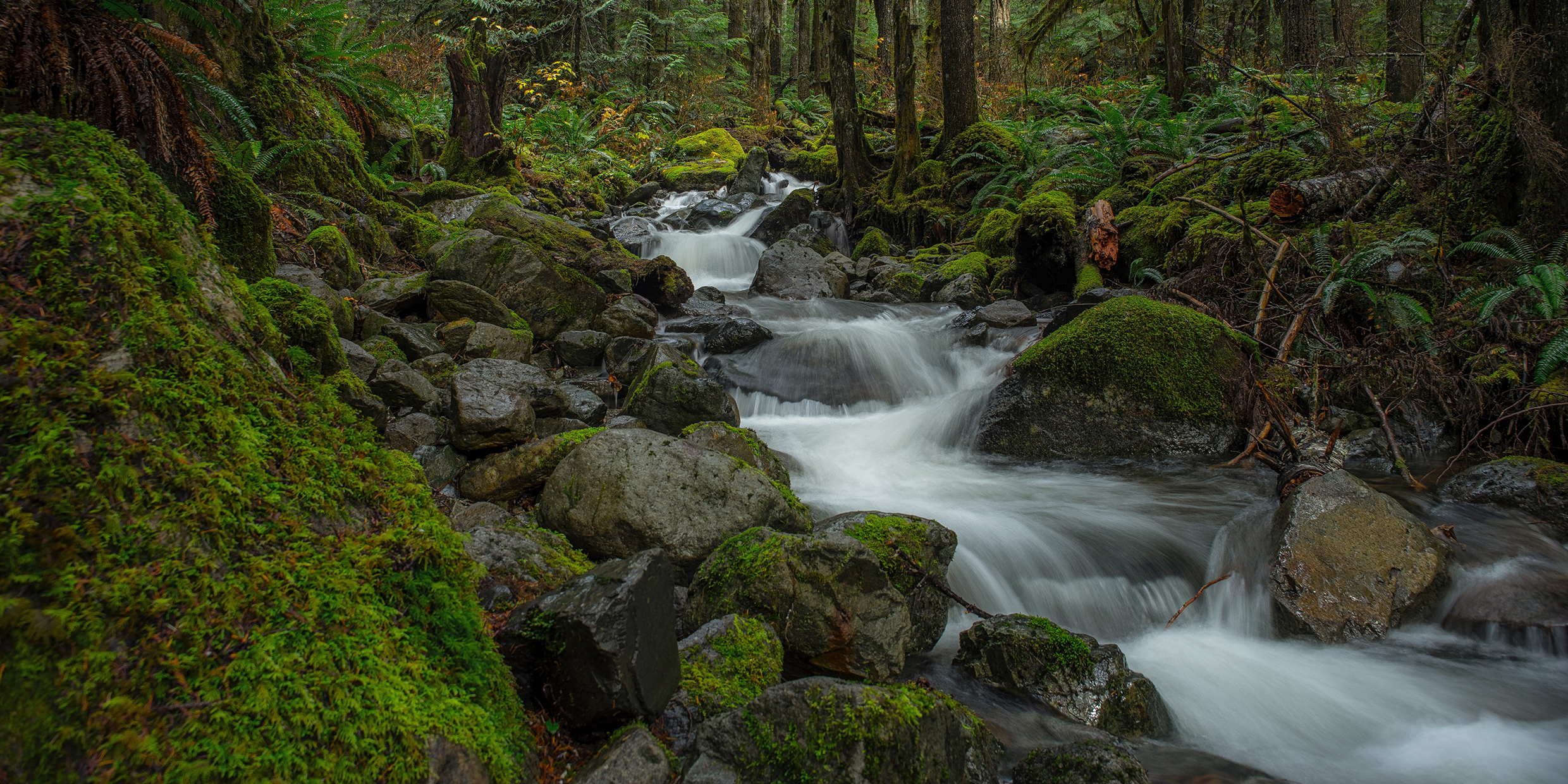 Image of a woodland creek