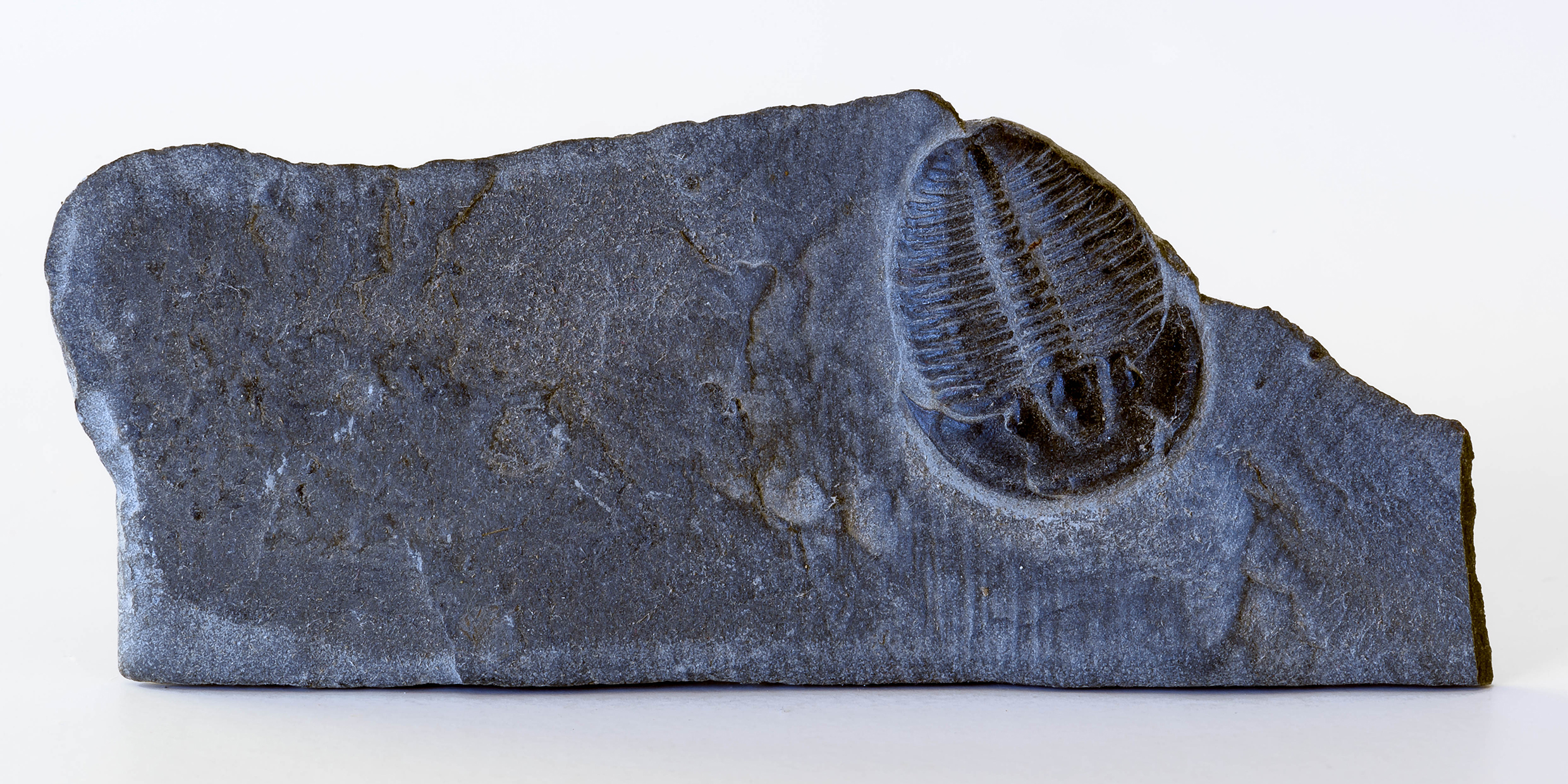 Image of a fossil trilobite encased in a stone