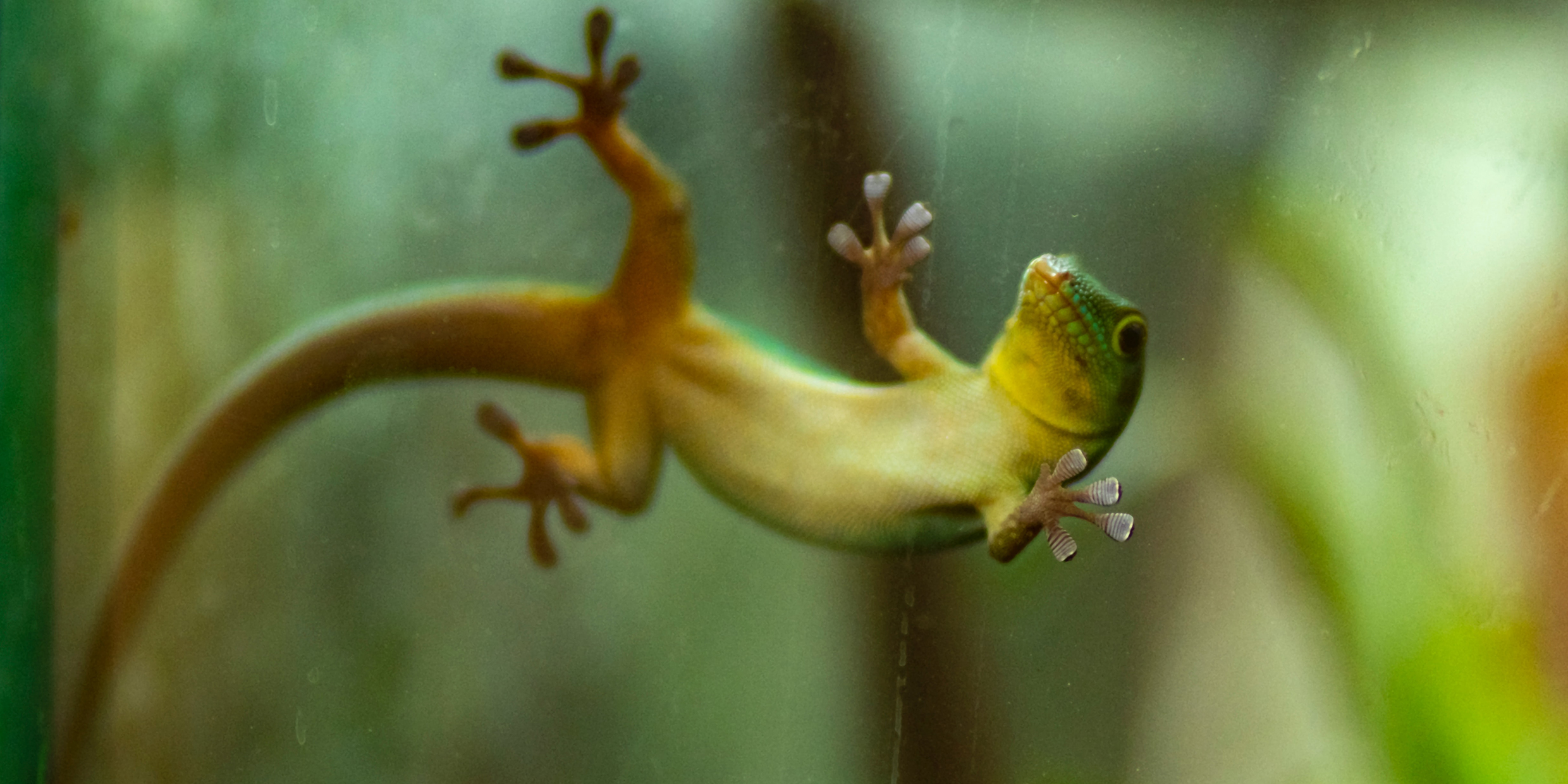 Image of a gecko climbing on a pane of glass