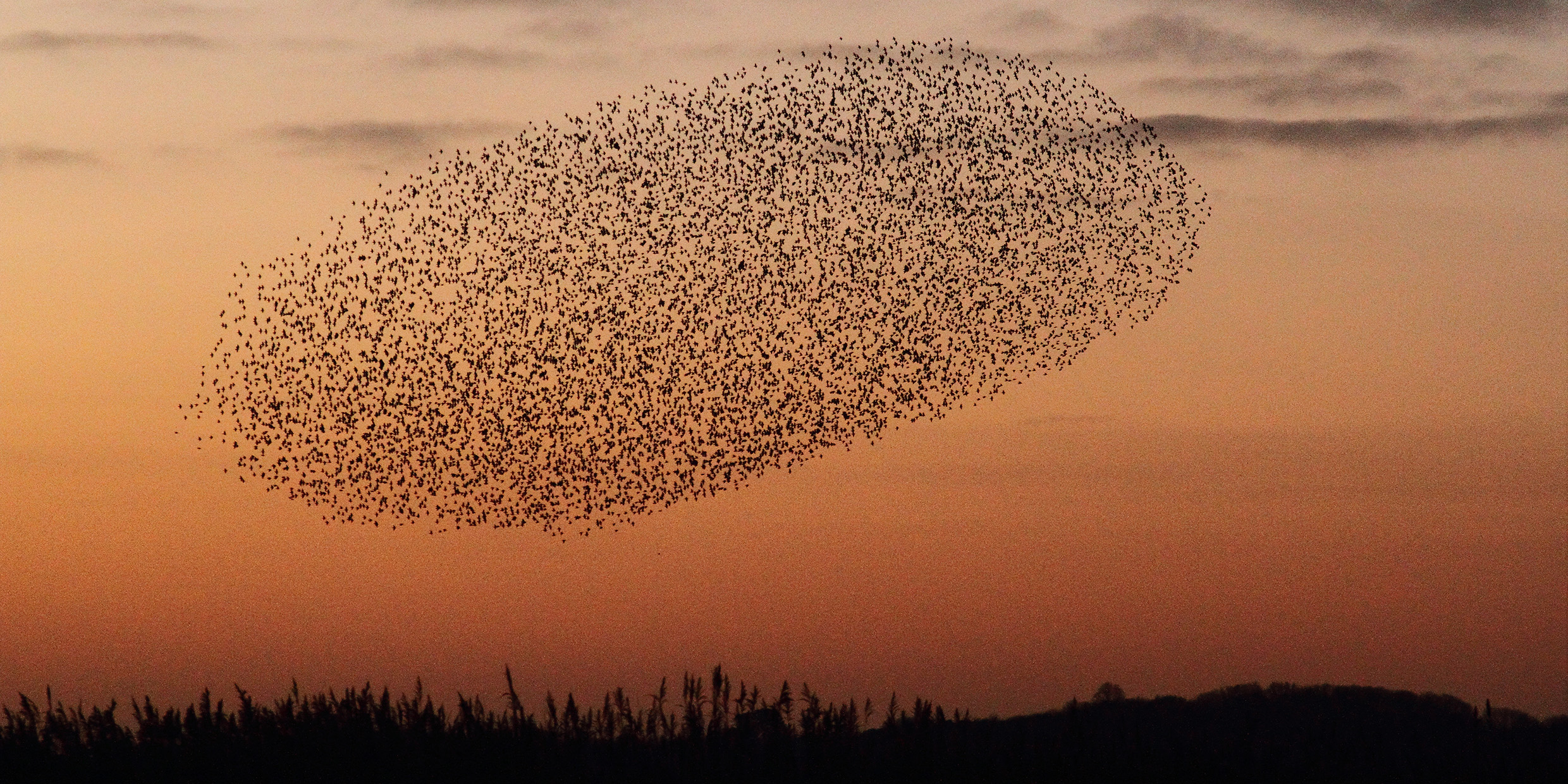 Image of a murmuration of starlings in flight