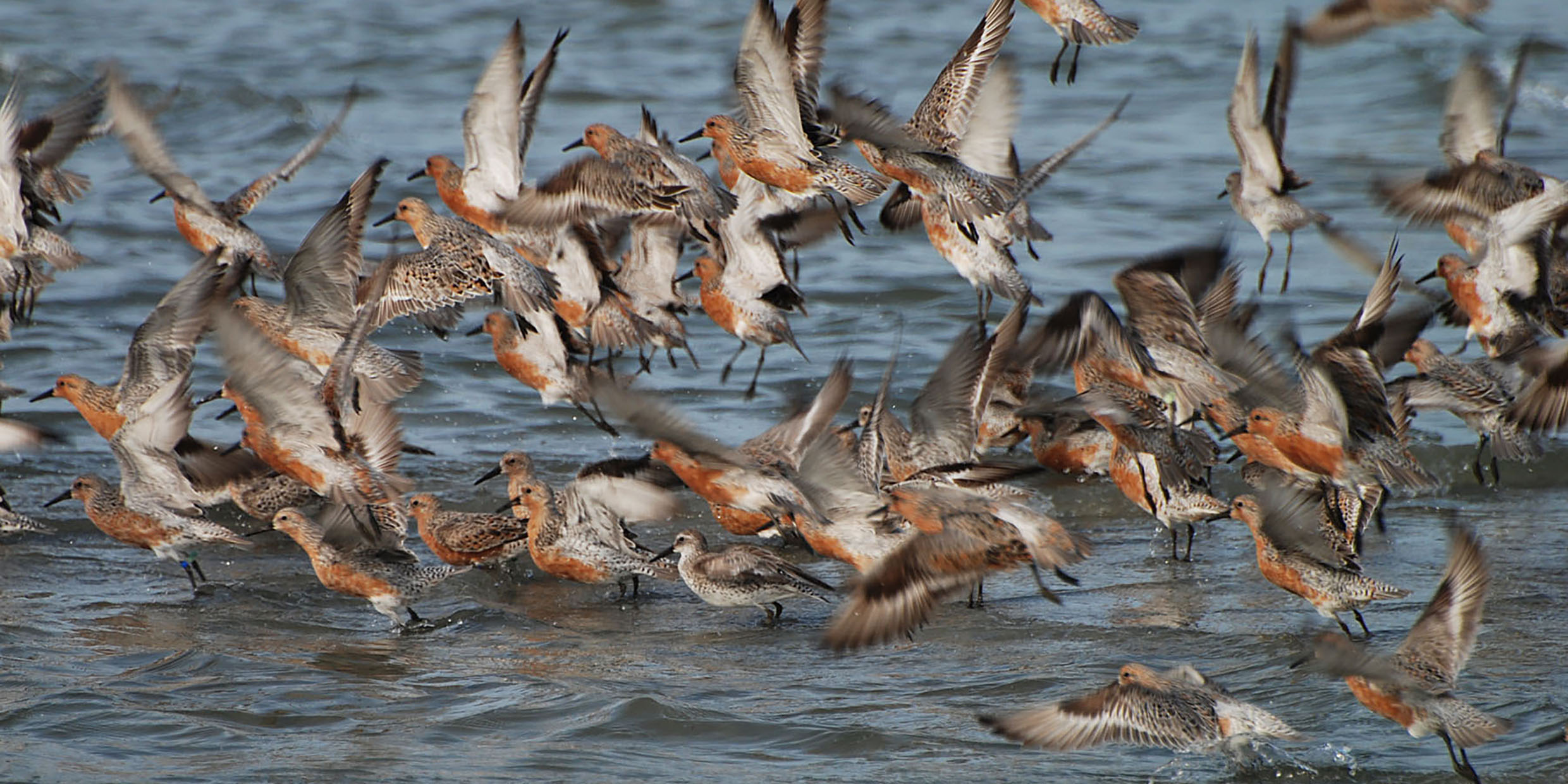 Image of a flock of red knots
