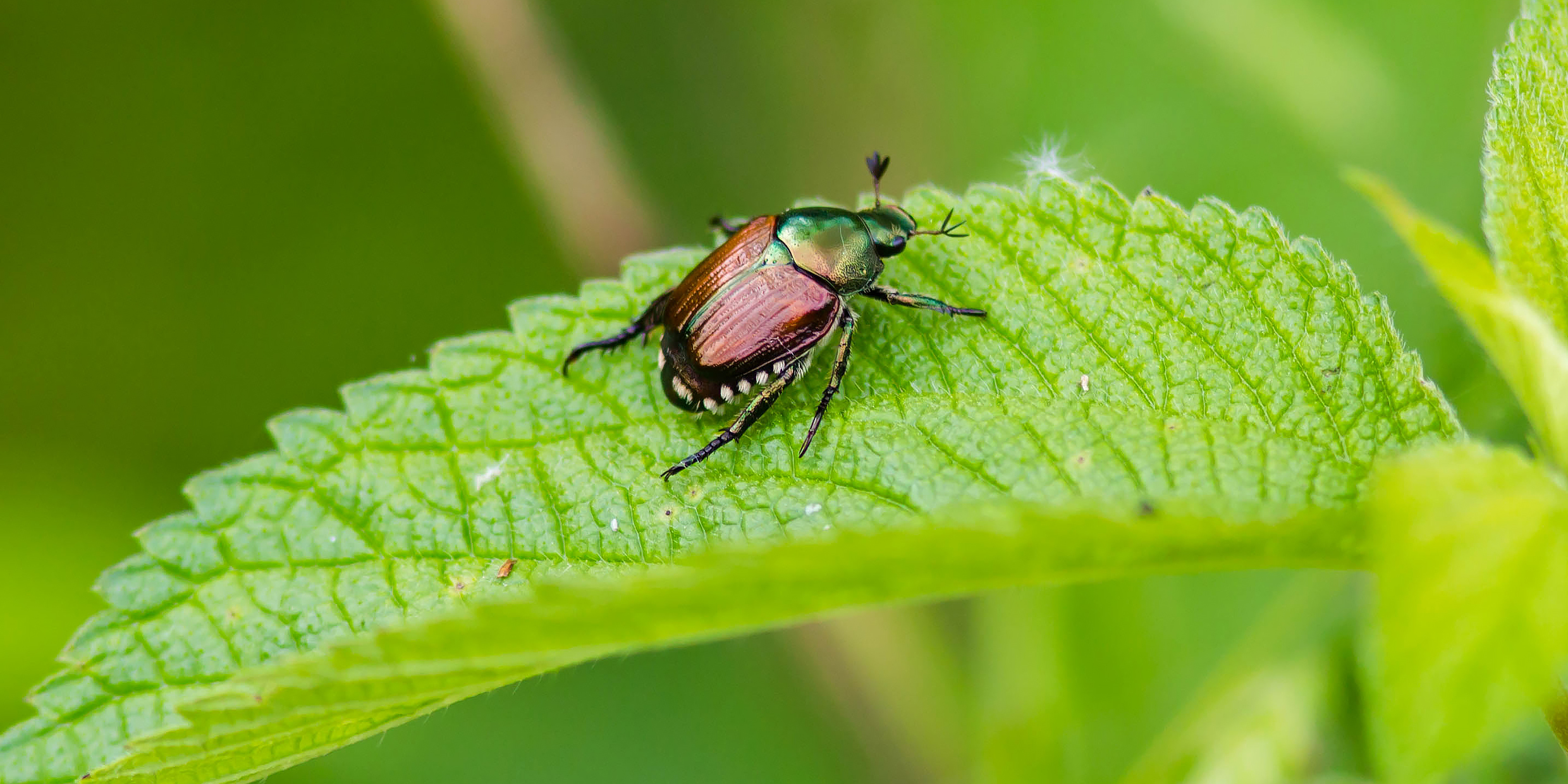 Image of a Japanese beetle on a plant leaf