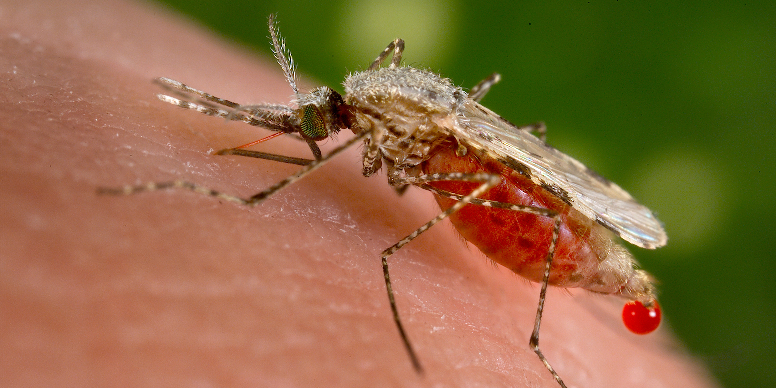 Close-up image of a mosquito feeding on human blood