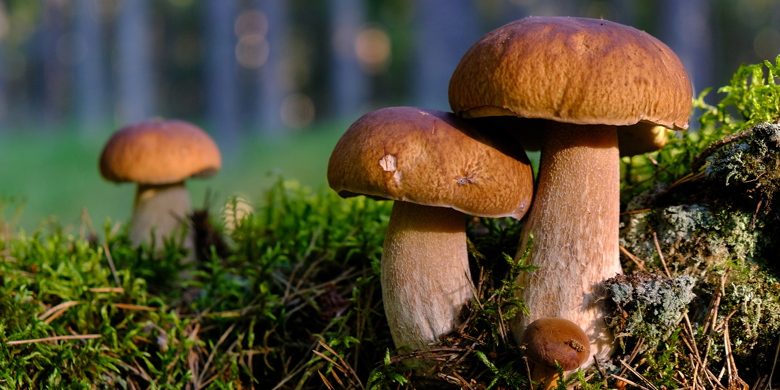 Image of brown mushrooms