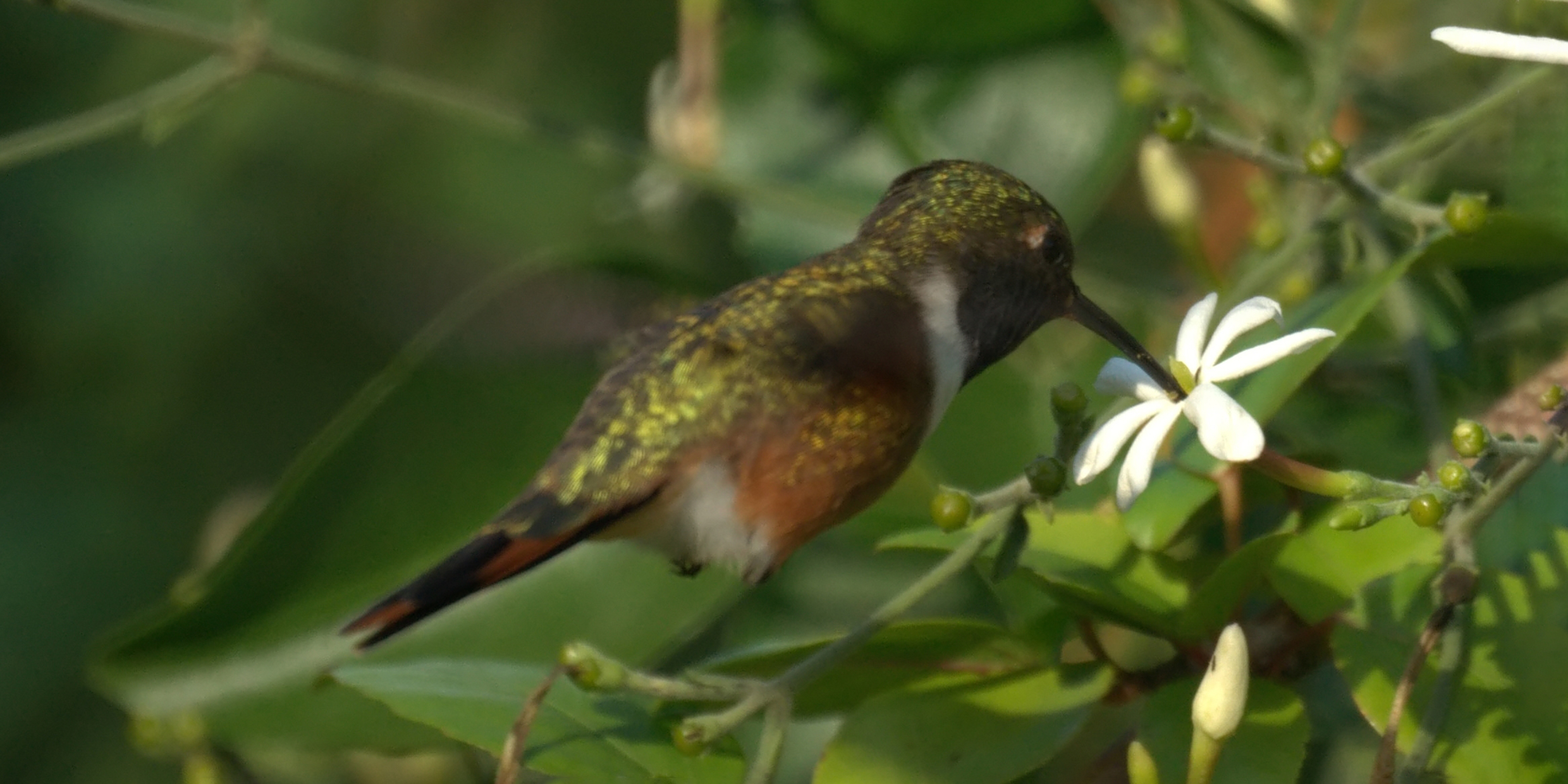 Image of a hummingbird feeding at a white flower