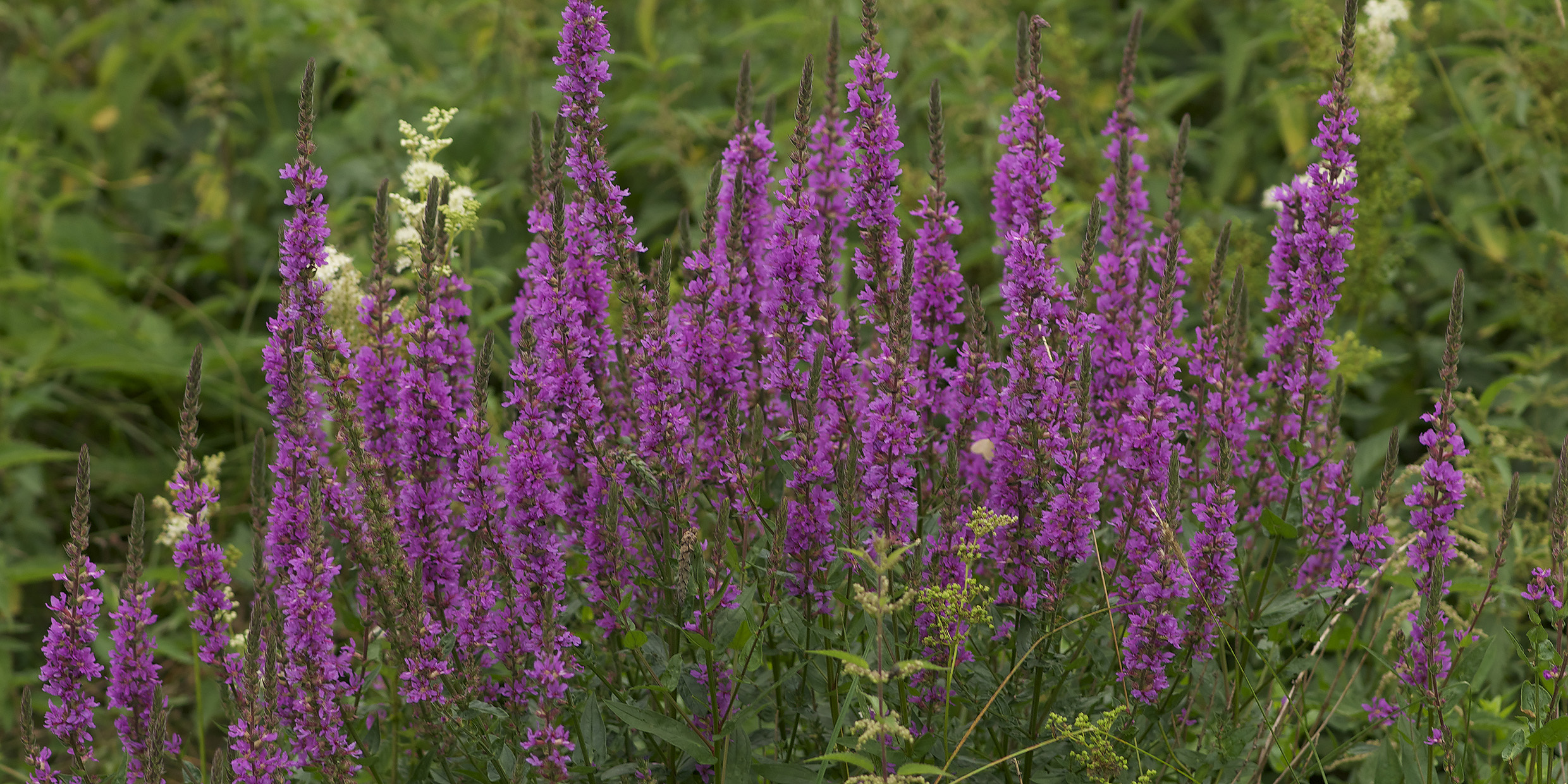Image of spikes of purple flowers