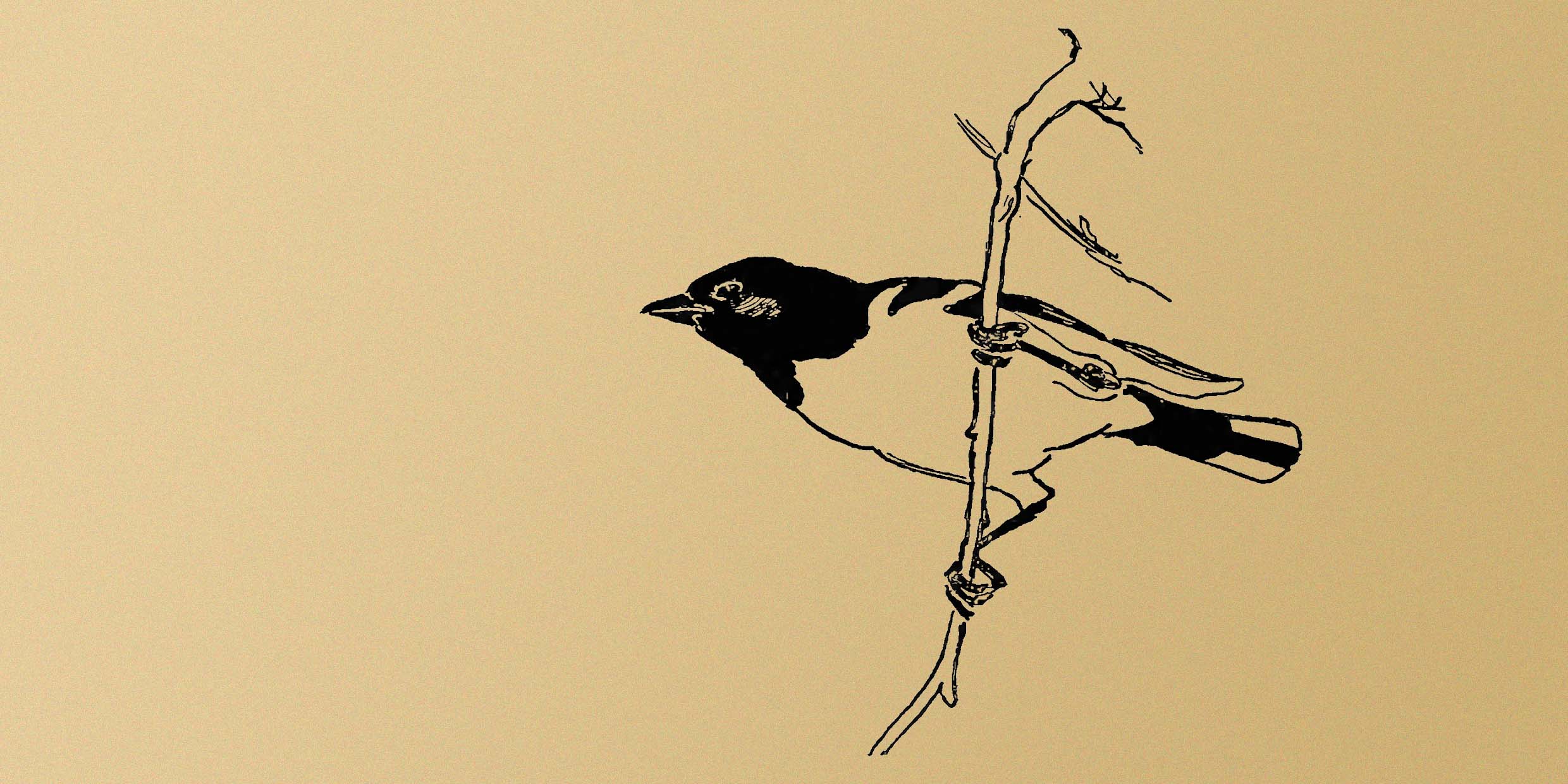 Ink illustration of a Baltimore oriole perched on a branch