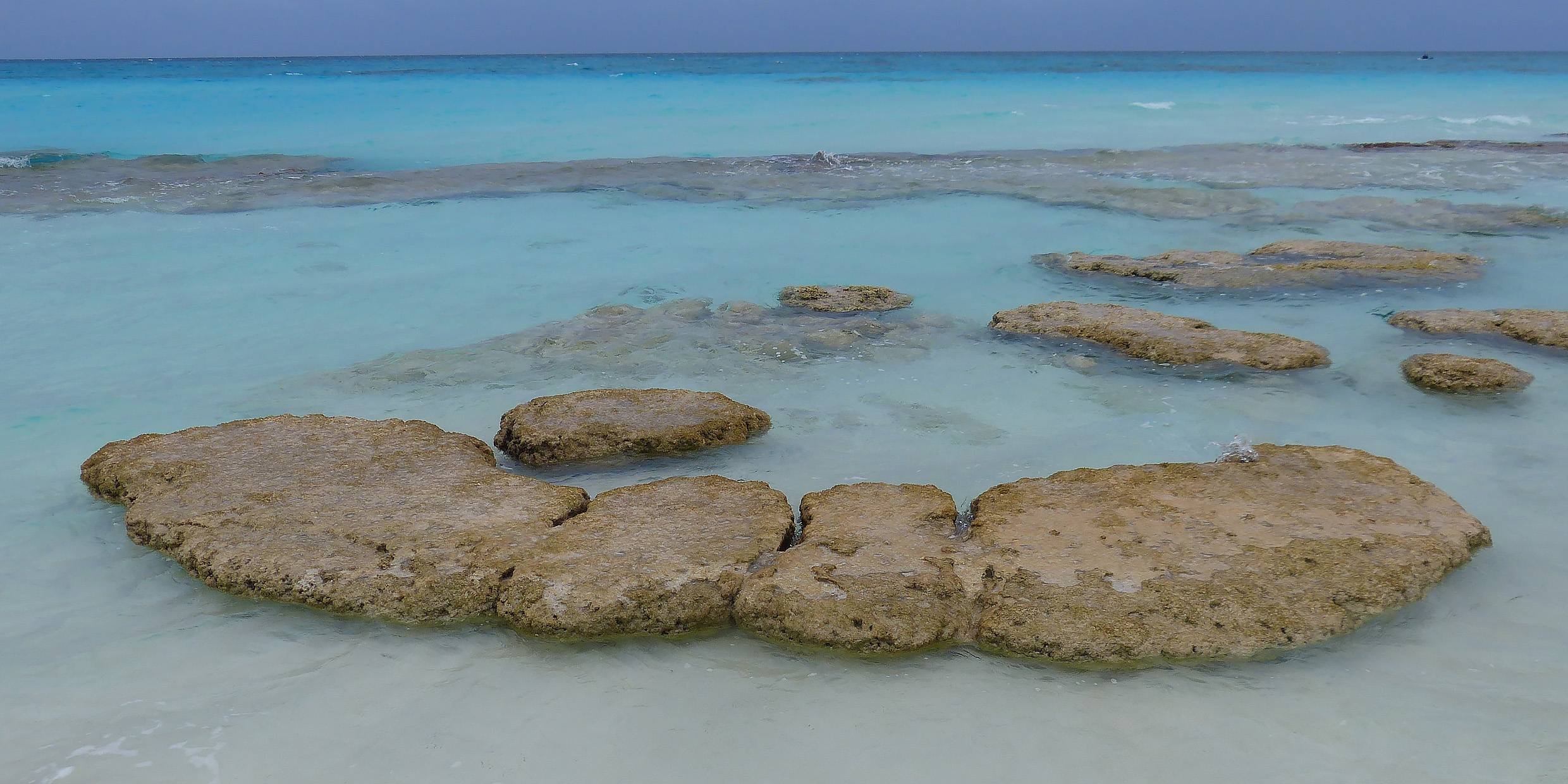 Image of a stromatolite formation in shallow water