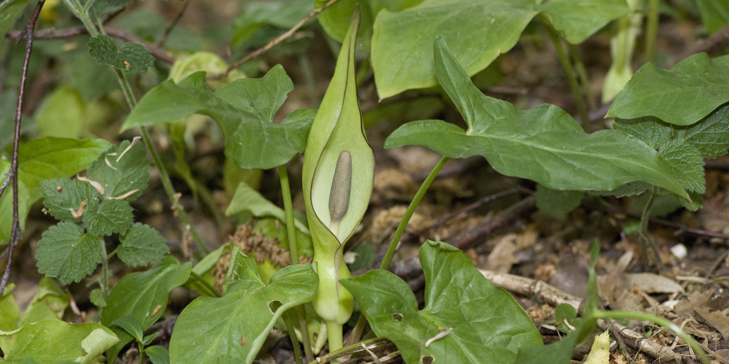 Image of a cuckoo-pint plant
