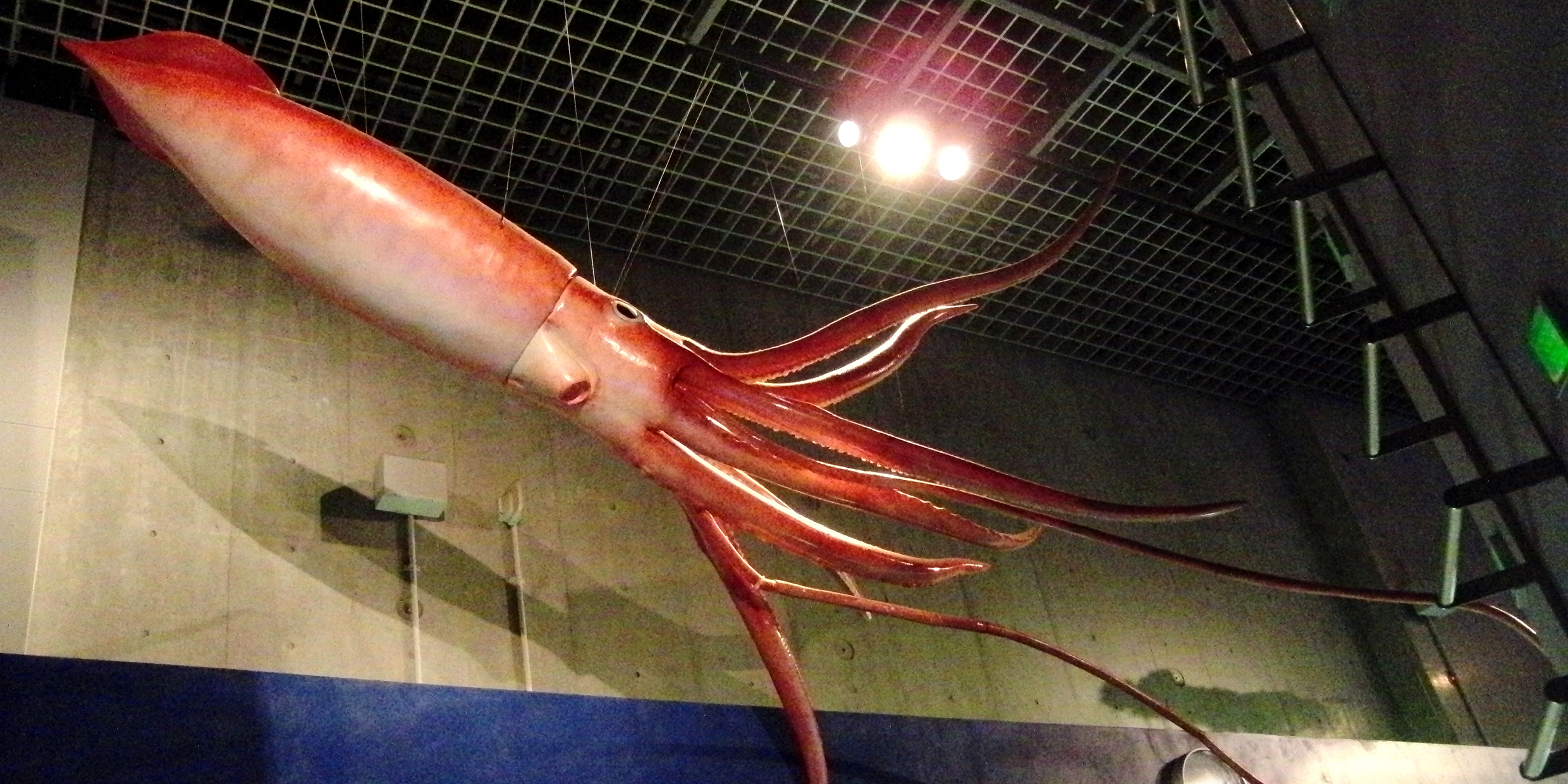 giant squid model