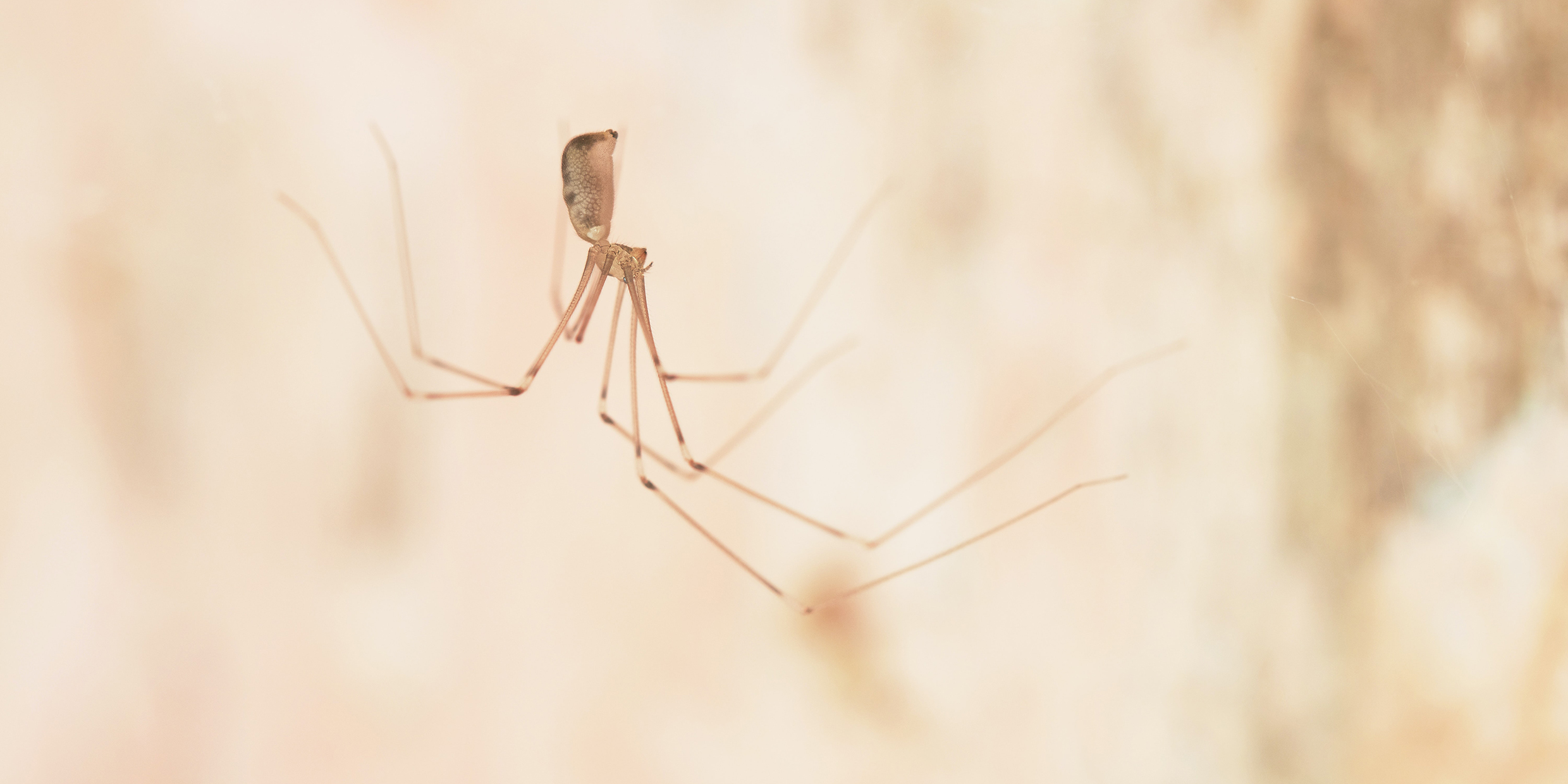 Image of a long-legged spider suspended upside down