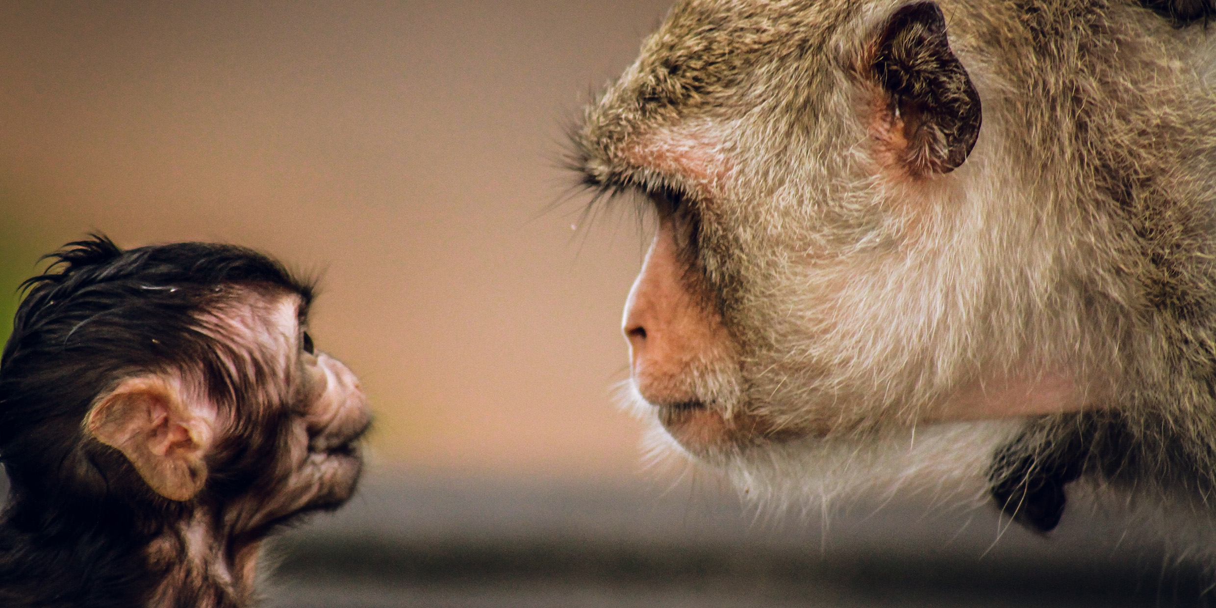 Image of a young monkey looking up at an adult monkey