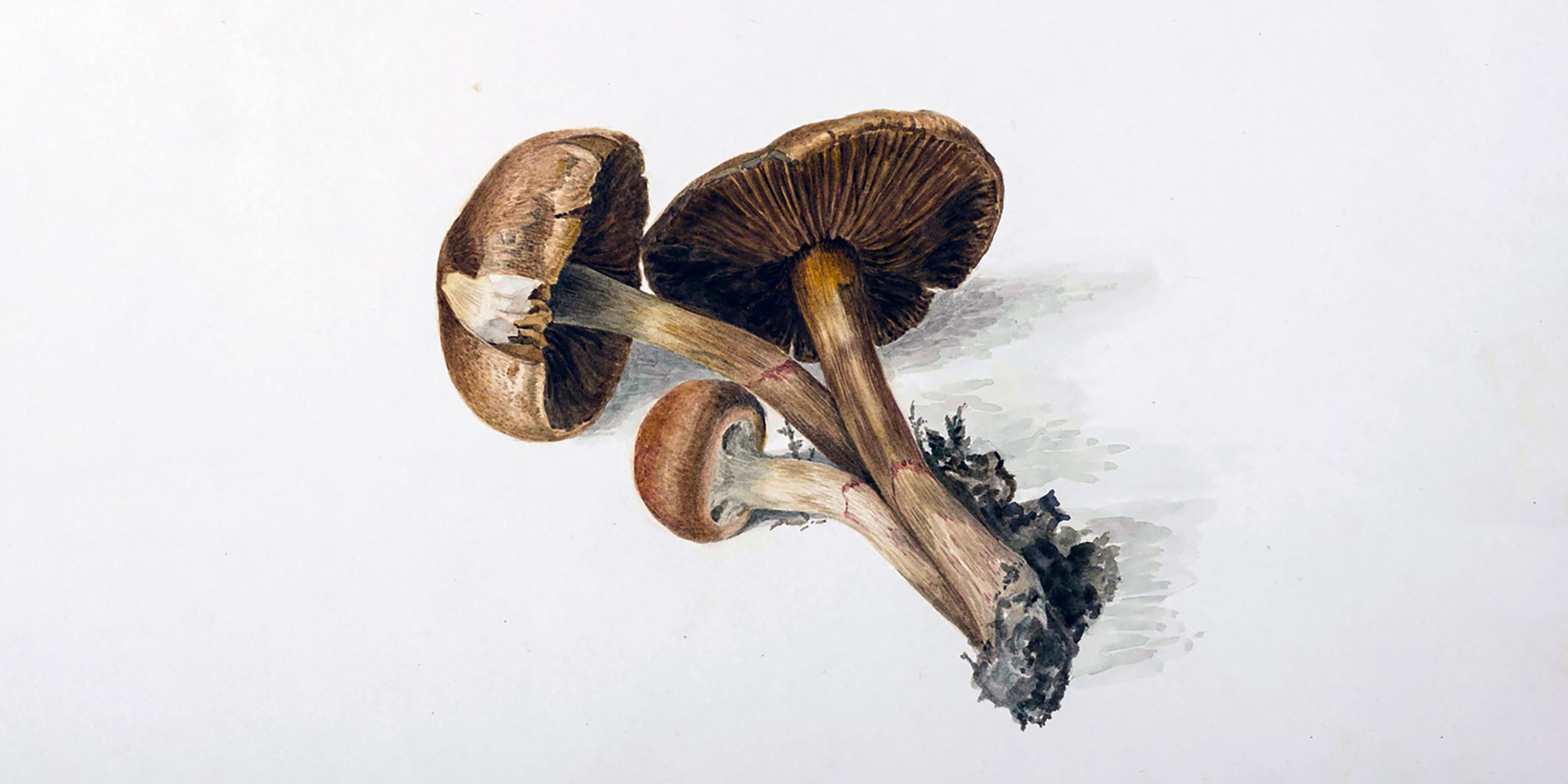 Watercolor illustration of mushrooms