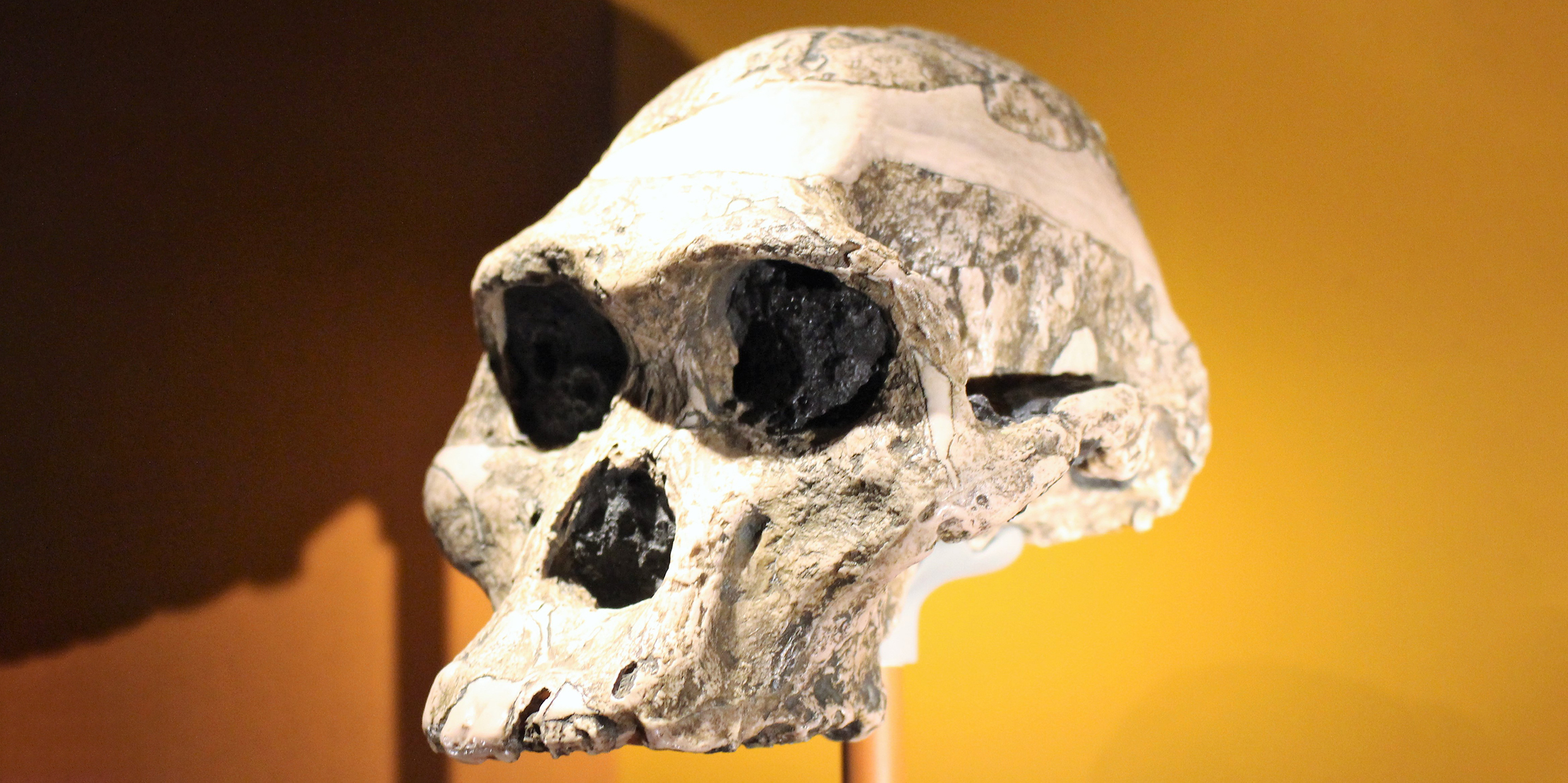 Image of a fossilized skull of Australopithecus africanus