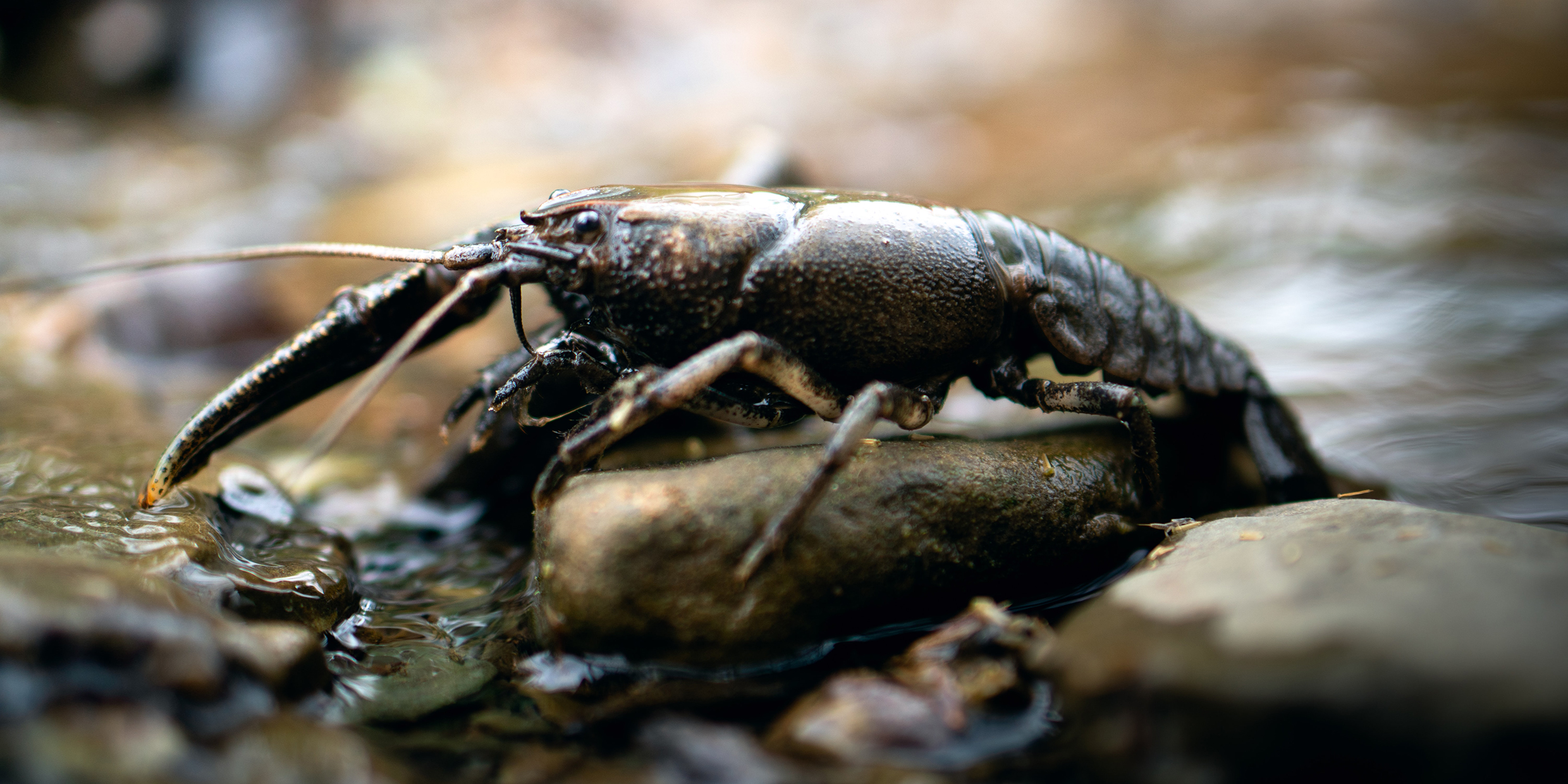 Image of a crayfish resting on rocks