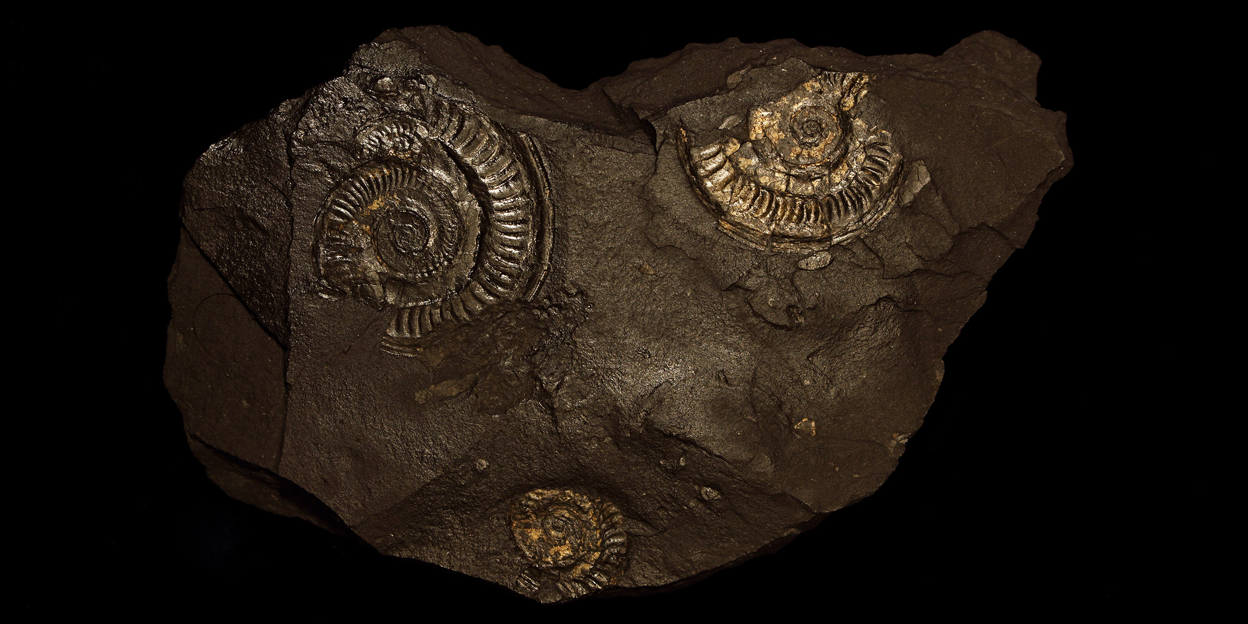 Image of fossilized ammonites encased in stone