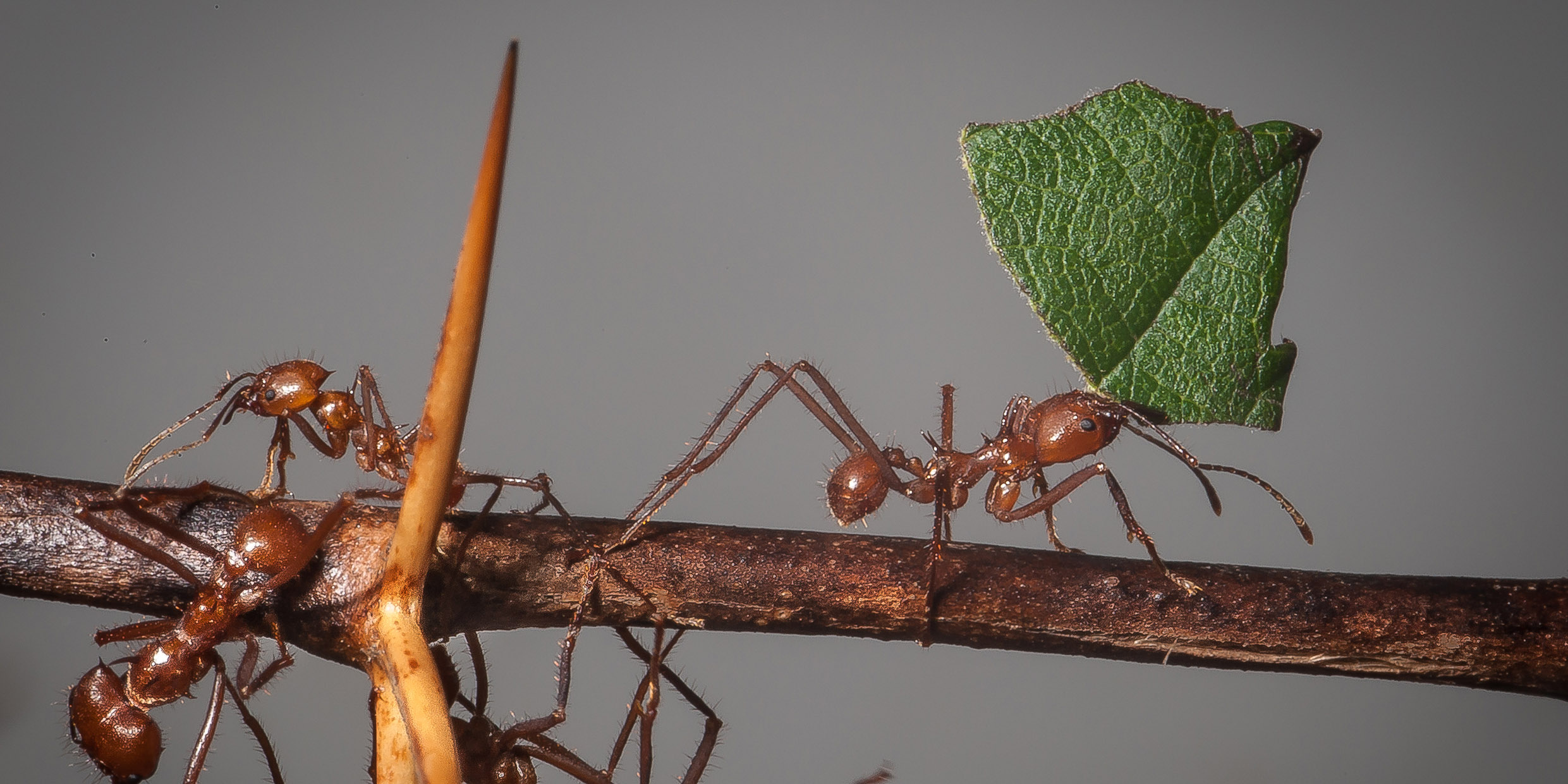 Image of an ant carrying a cut piece of leaf along a twig