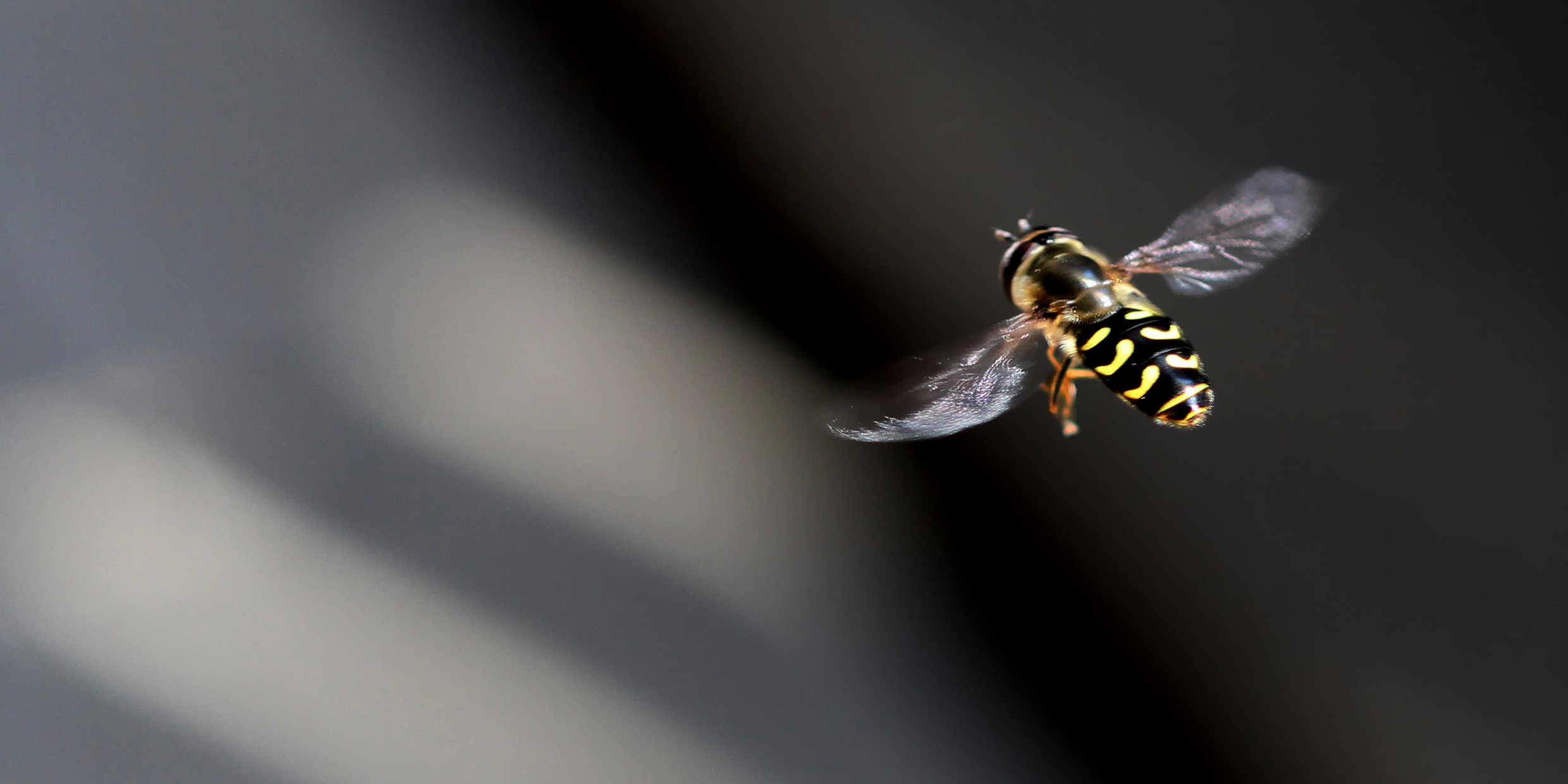 Image of a black and yellow insect in flight