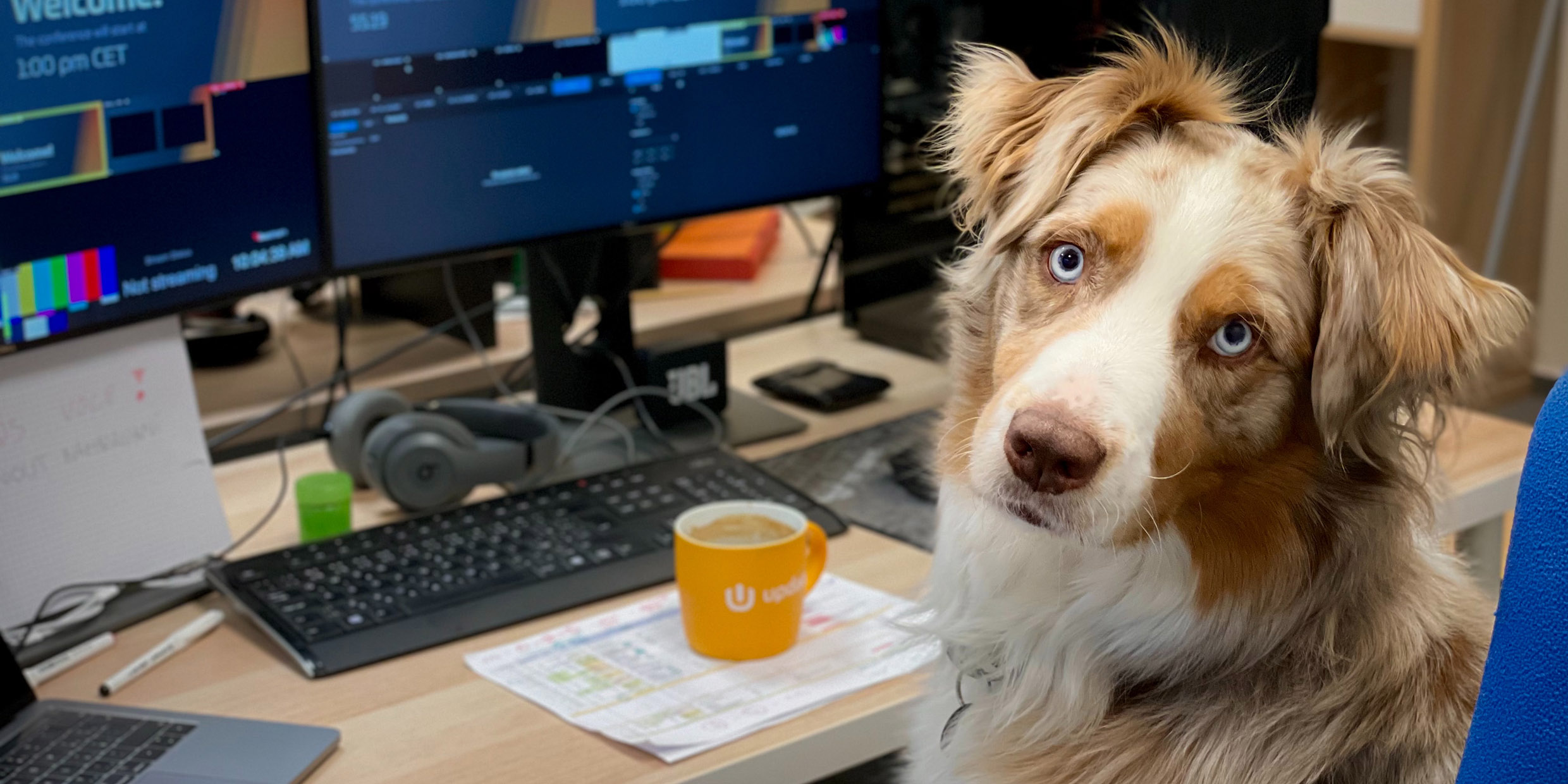 Image of a dog seated at a computer workstation